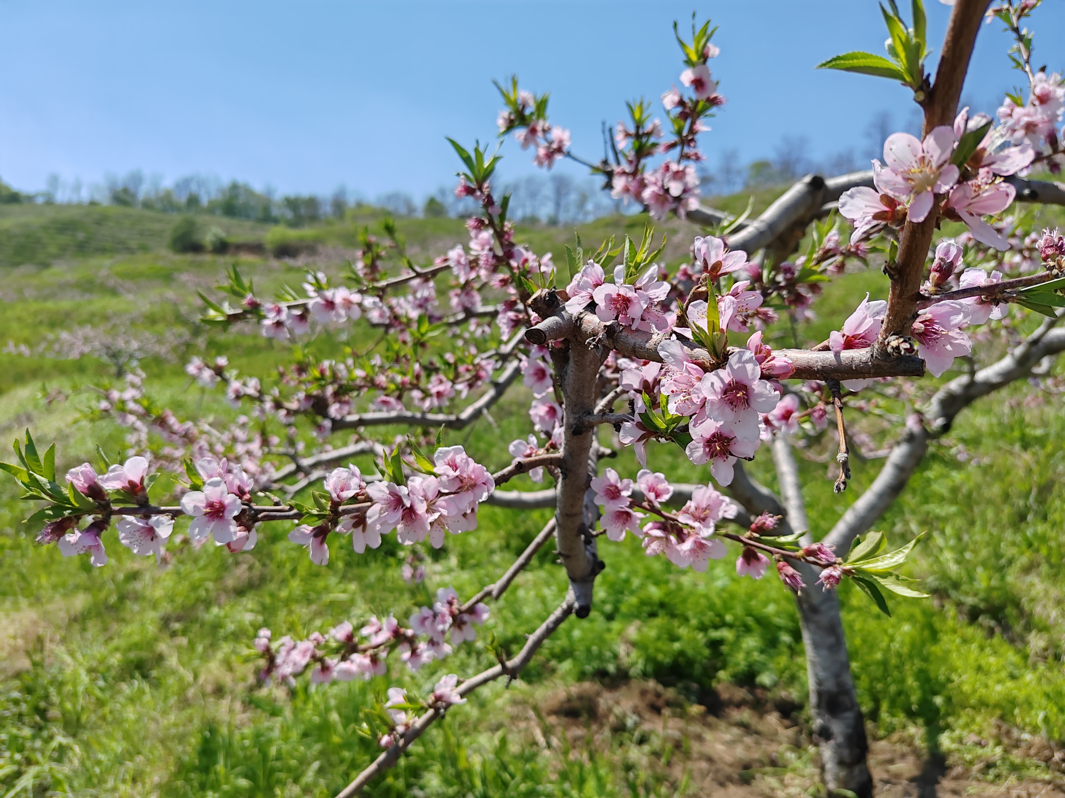 丹东凤城大梨树,是东北较早开展采摘游的地方.