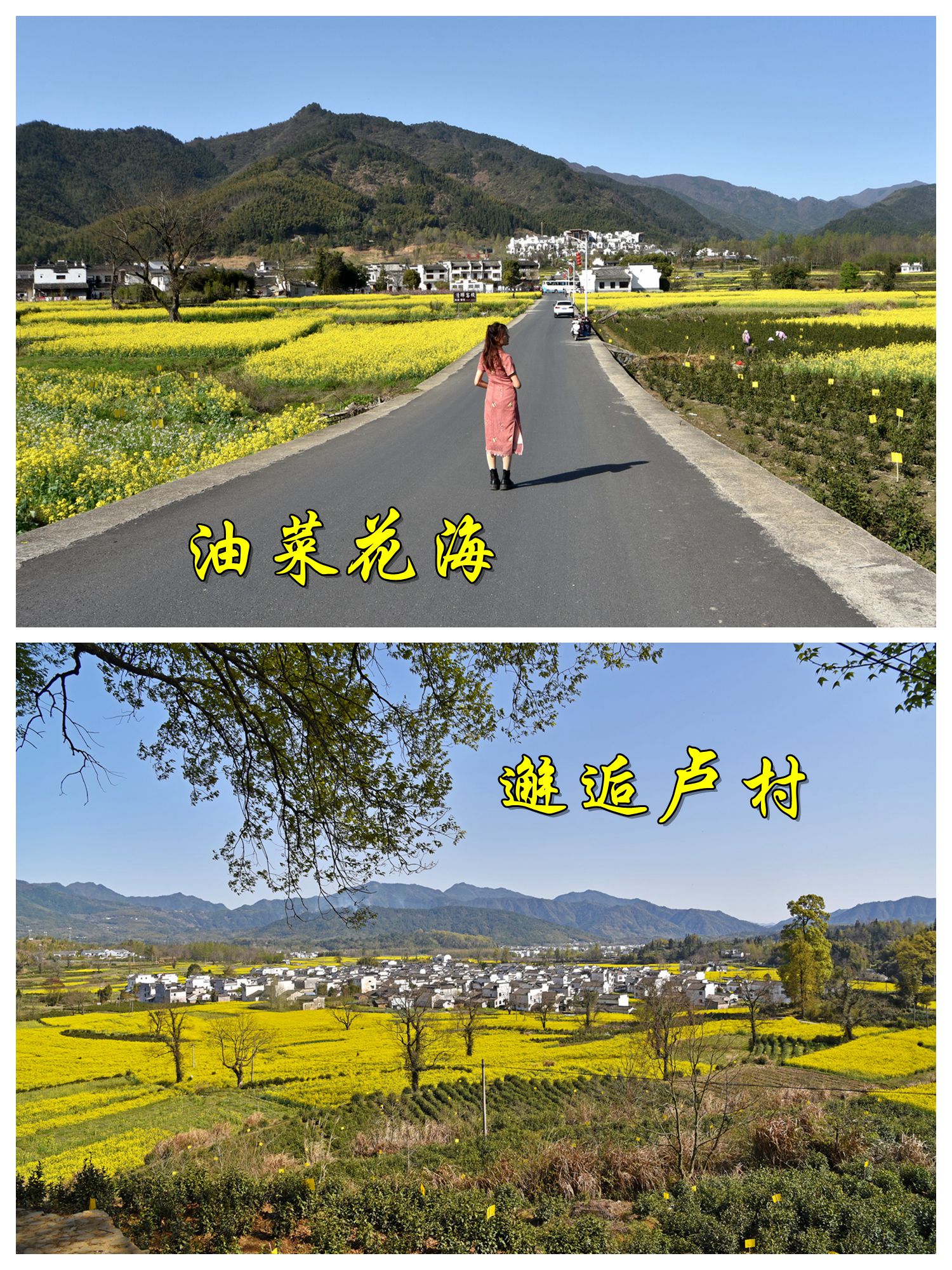 一直是热门的旅游目的地,游客到黟县来,当然要去世界文化遗产西递宏村