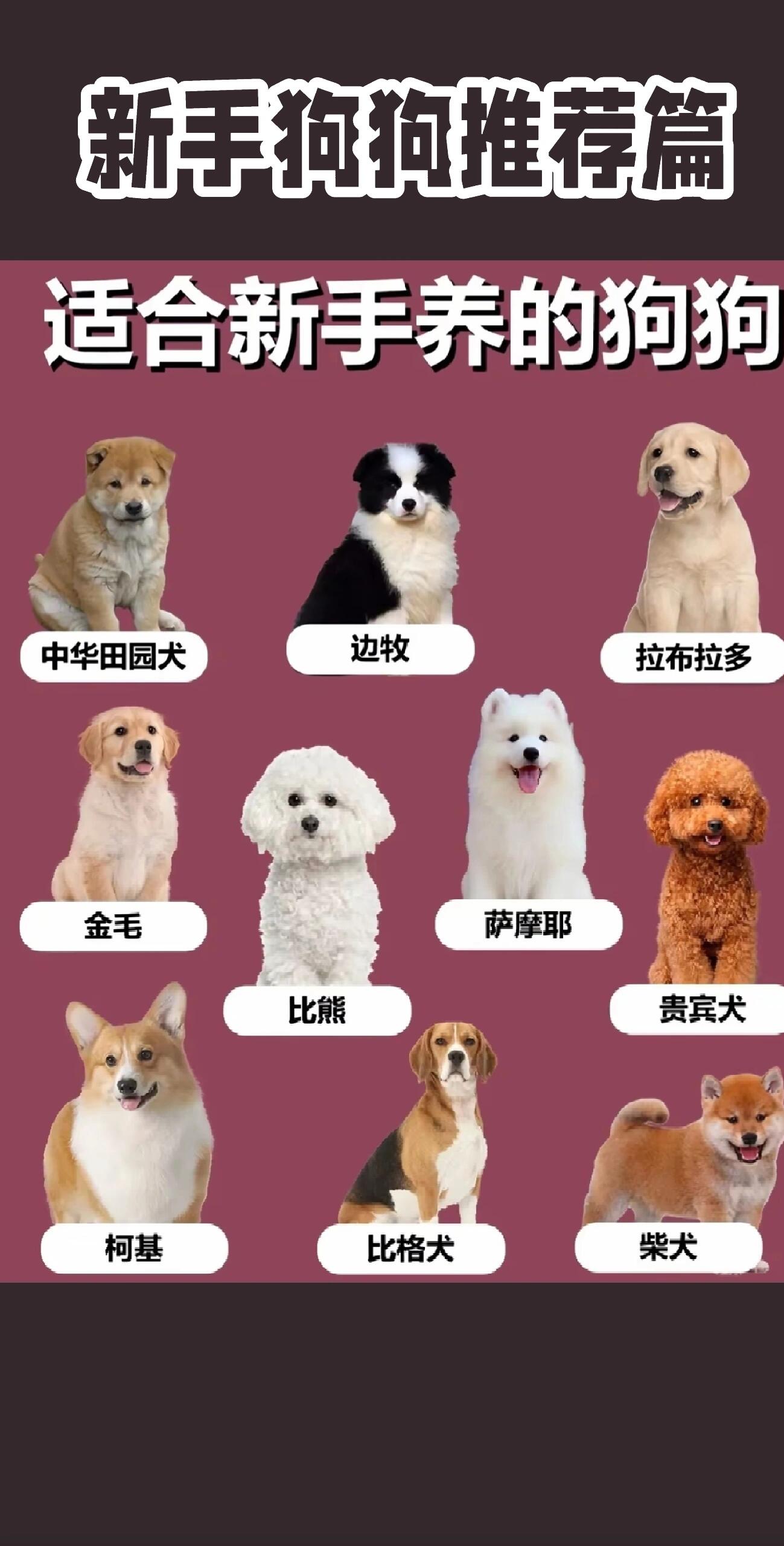 优点:性格温顺,待人友好,体贴 智商中华田园犬12个品种图狗狗品种大全