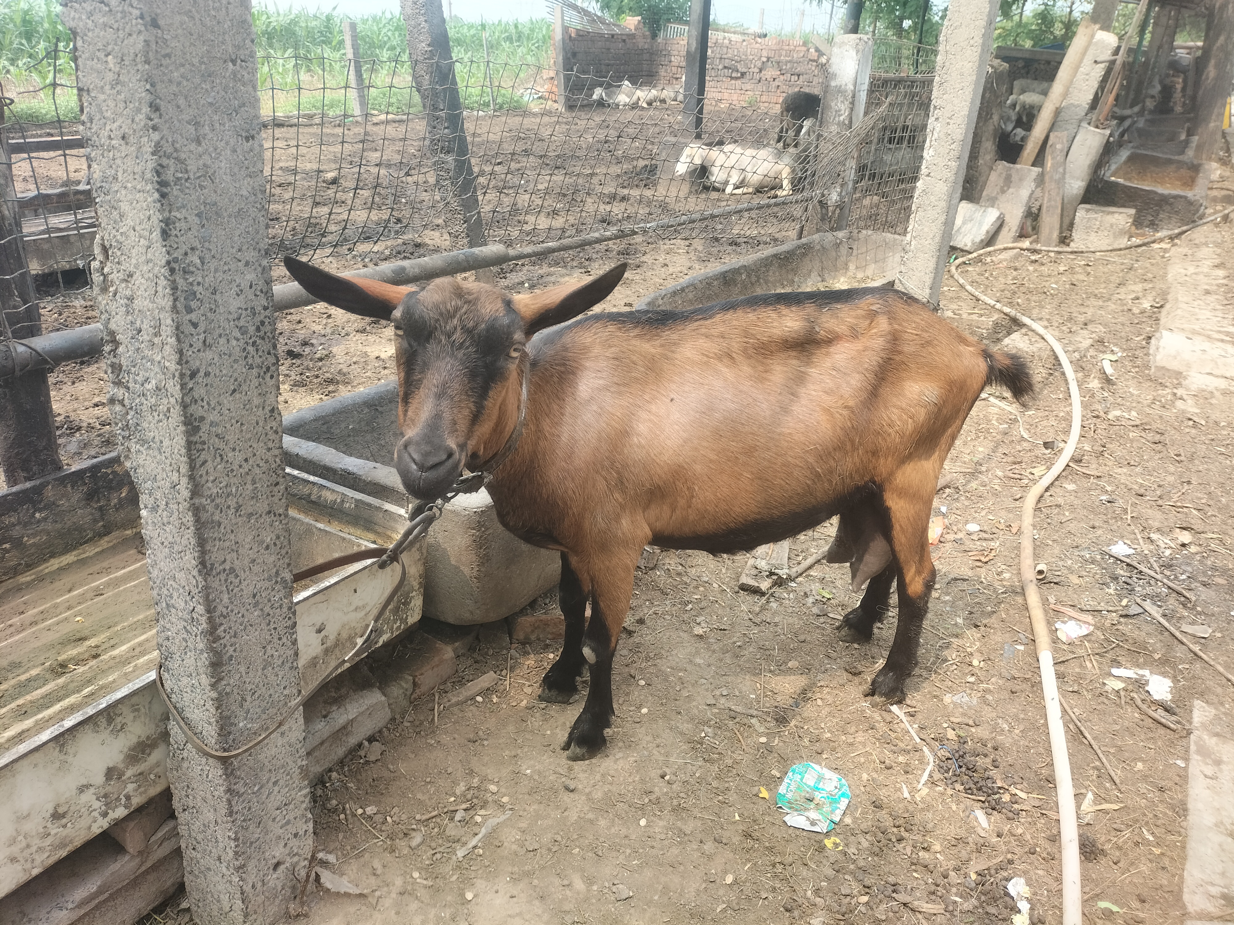 今天去一朋友那,发现他拉了一只羊,如图