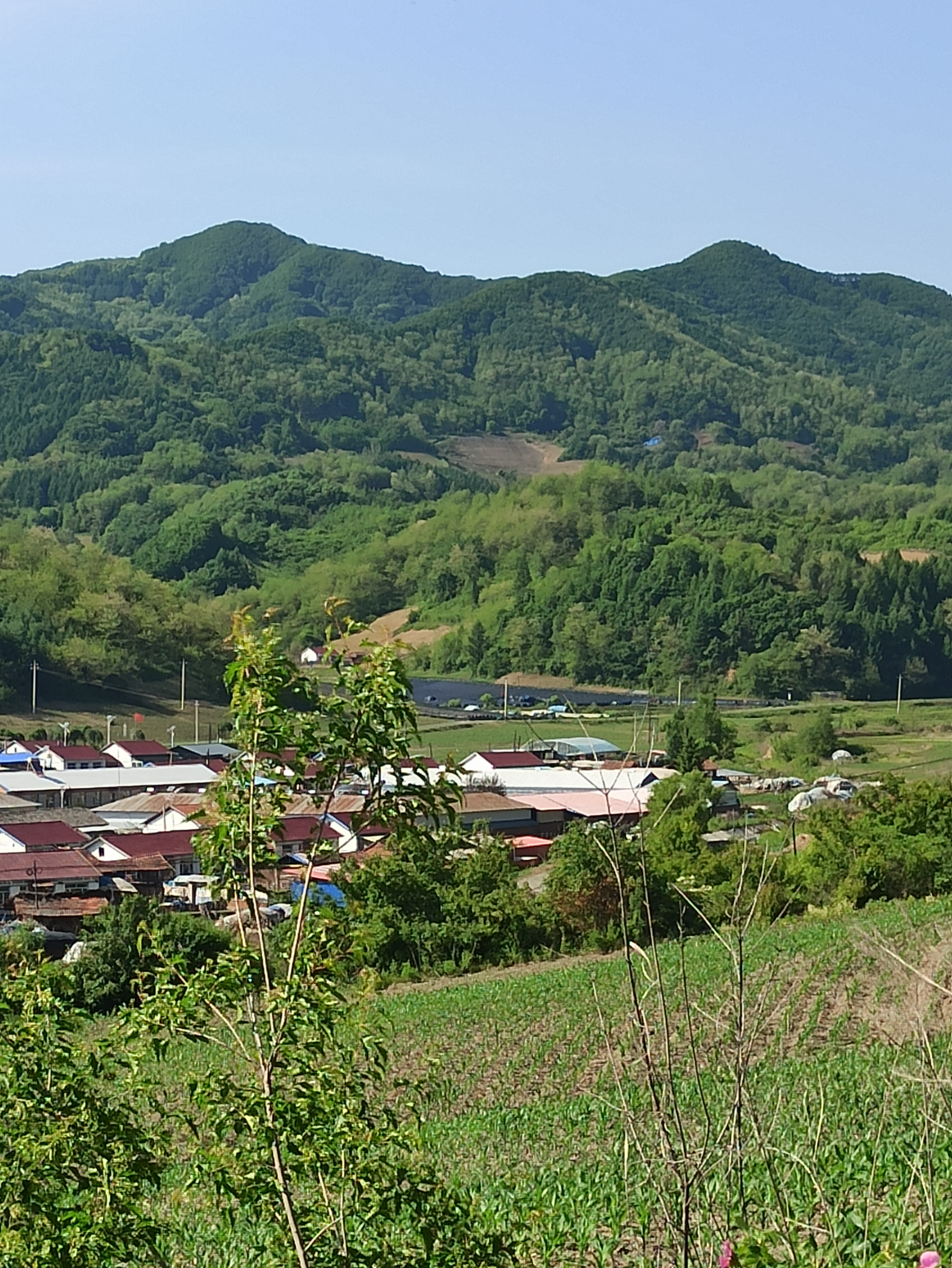 东北山村初夏时节田园风光.