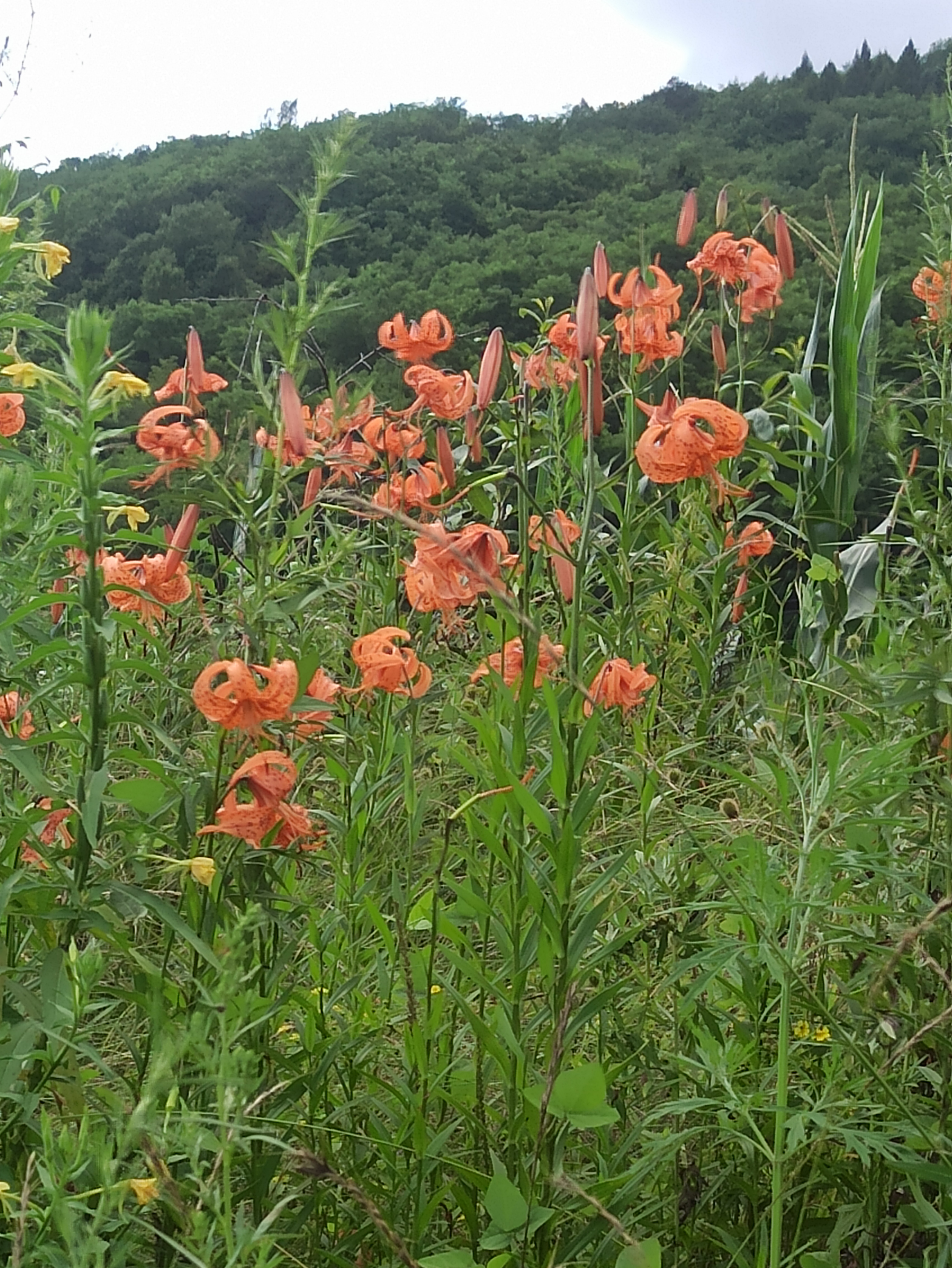 橙红色的野百合花,你是否想到了王实味先生?