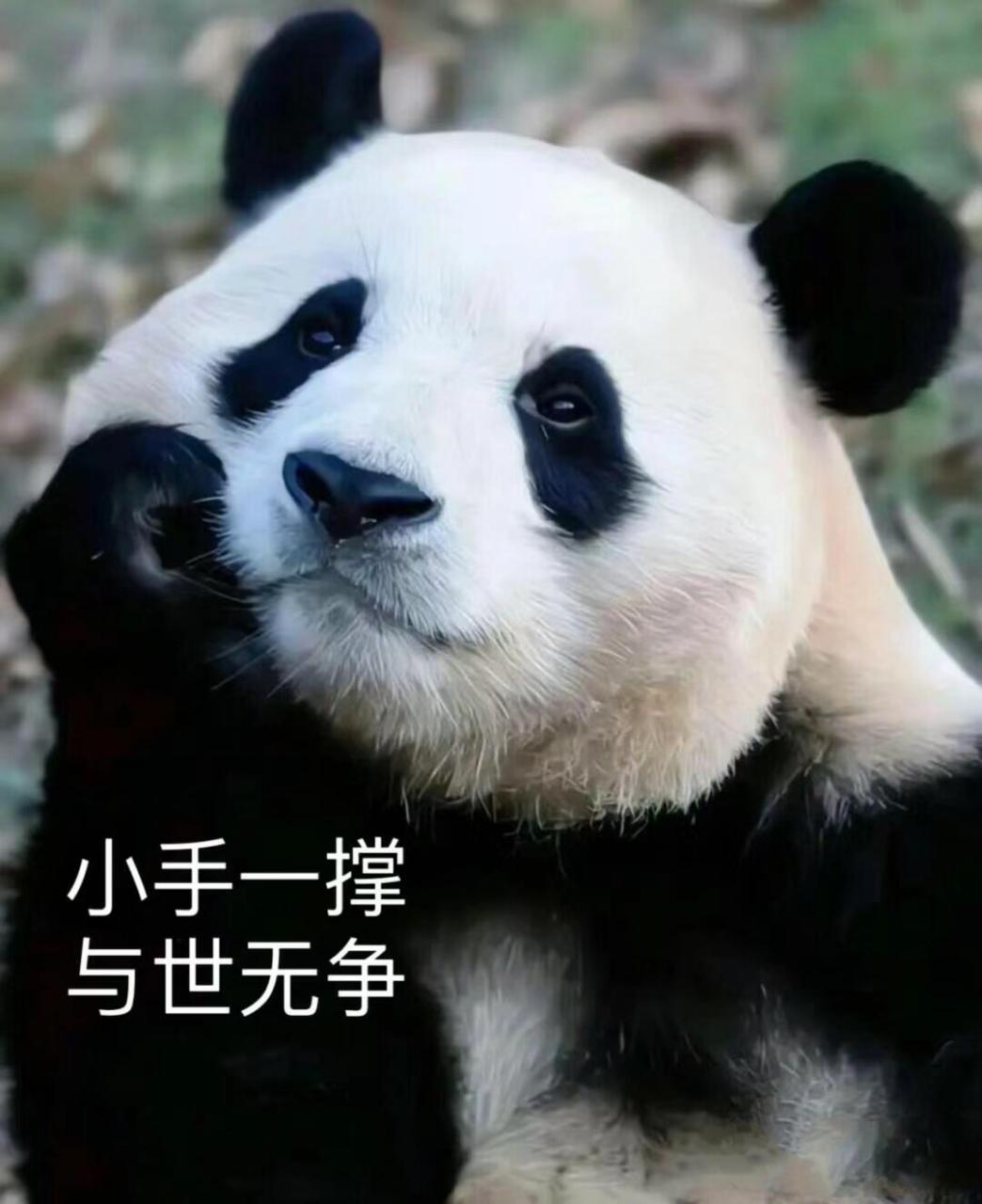 熊猫经典场面表情包😘😘😘 这么可爱的熊猫,什么时候才能实现人