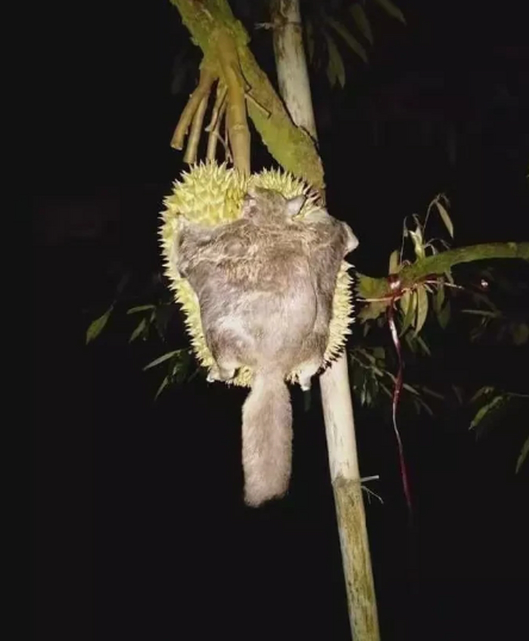 动态连更挑战# 夜间飞行的大飞鼠,意外与榴莲"亲密接触",结果被刺得