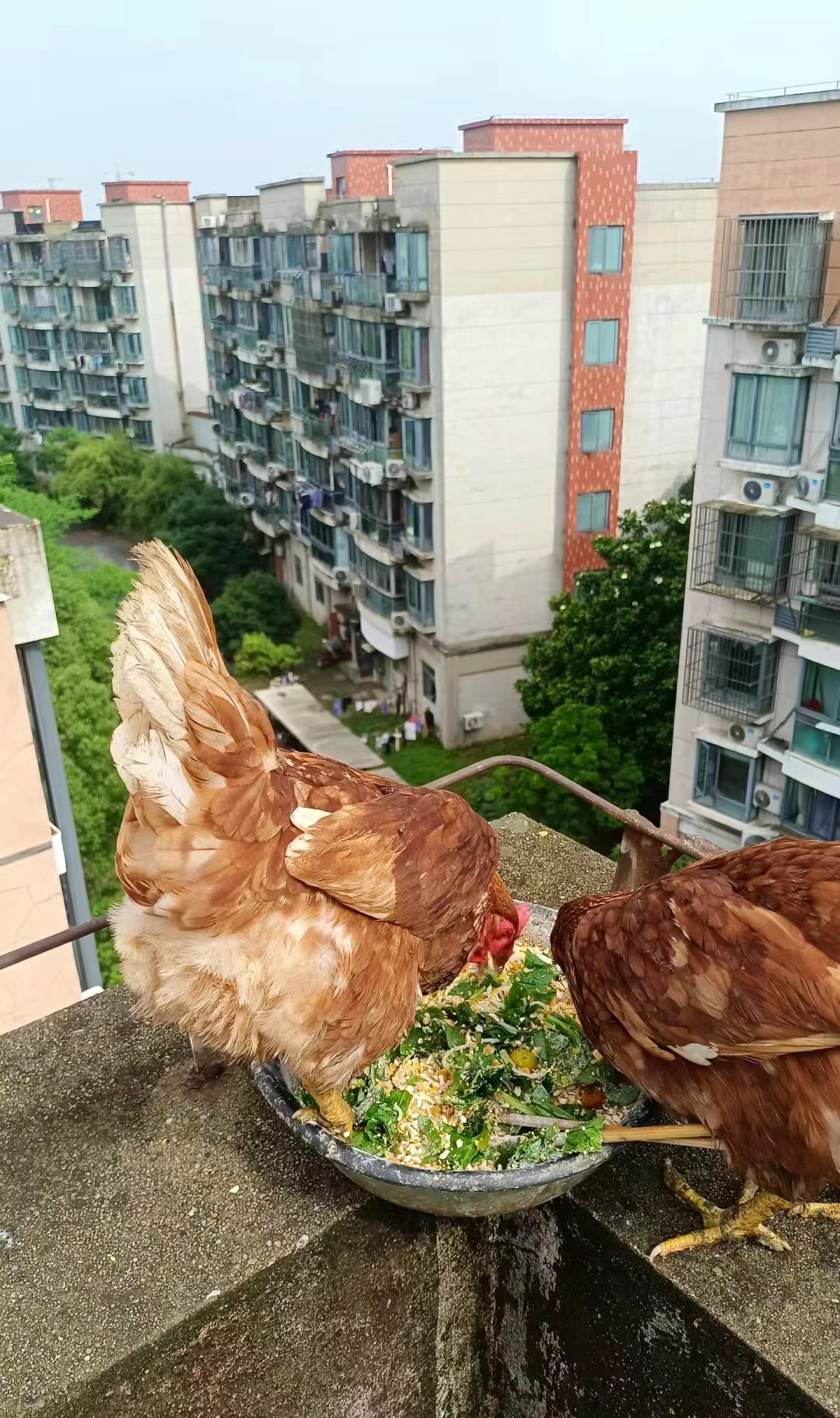 楼顶偷偷养鸡被邻居投诉了物业也无语了~本来想睁一只眼闭一只眼
