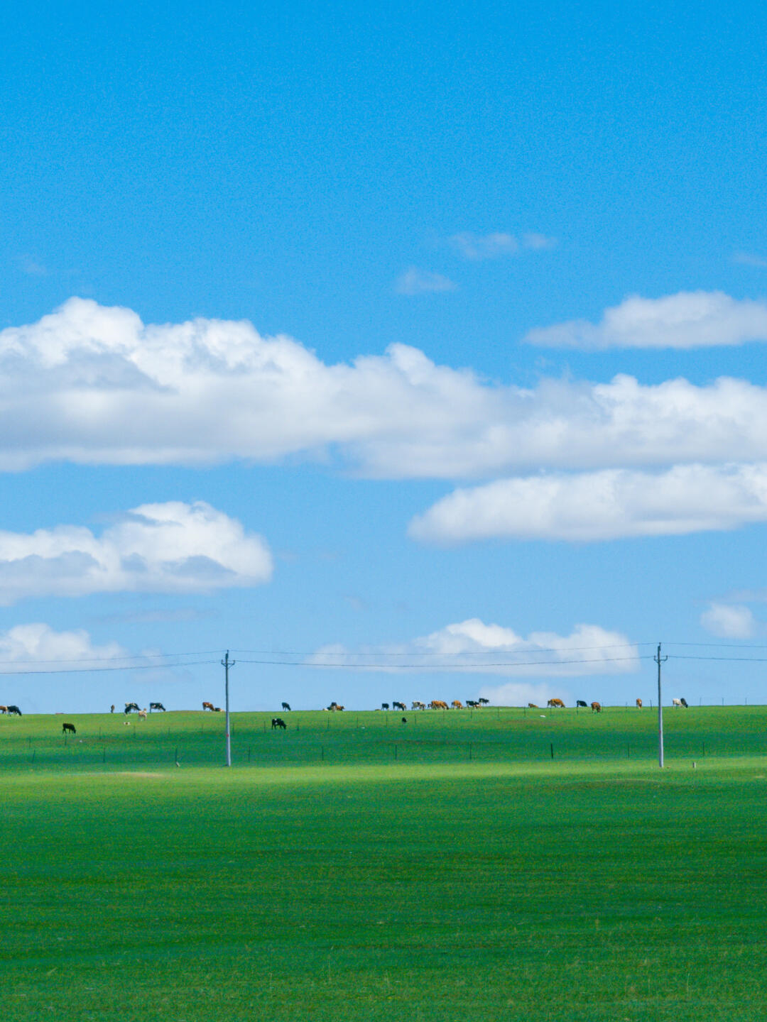 想象一下,那蓝天下的牛羊,那绿色的草原,还有那独特的俄