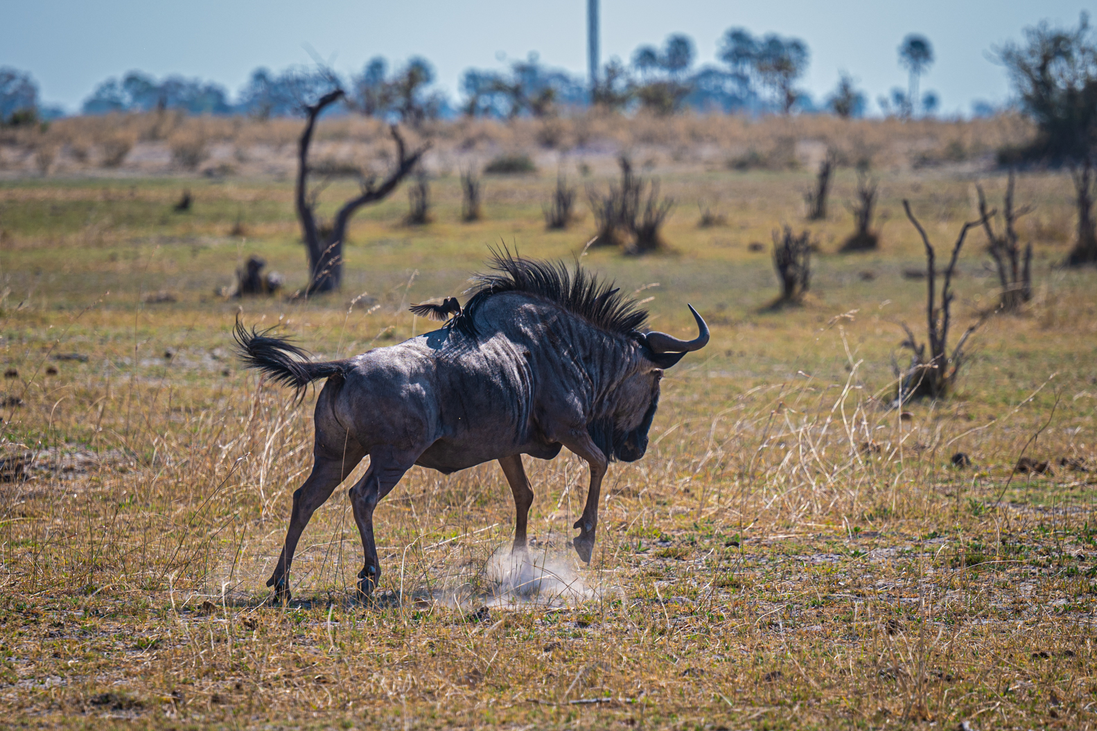 人们总是感觉在肯尼亚动物大迁徙中才看到角马,其实过了大迁徙的季节