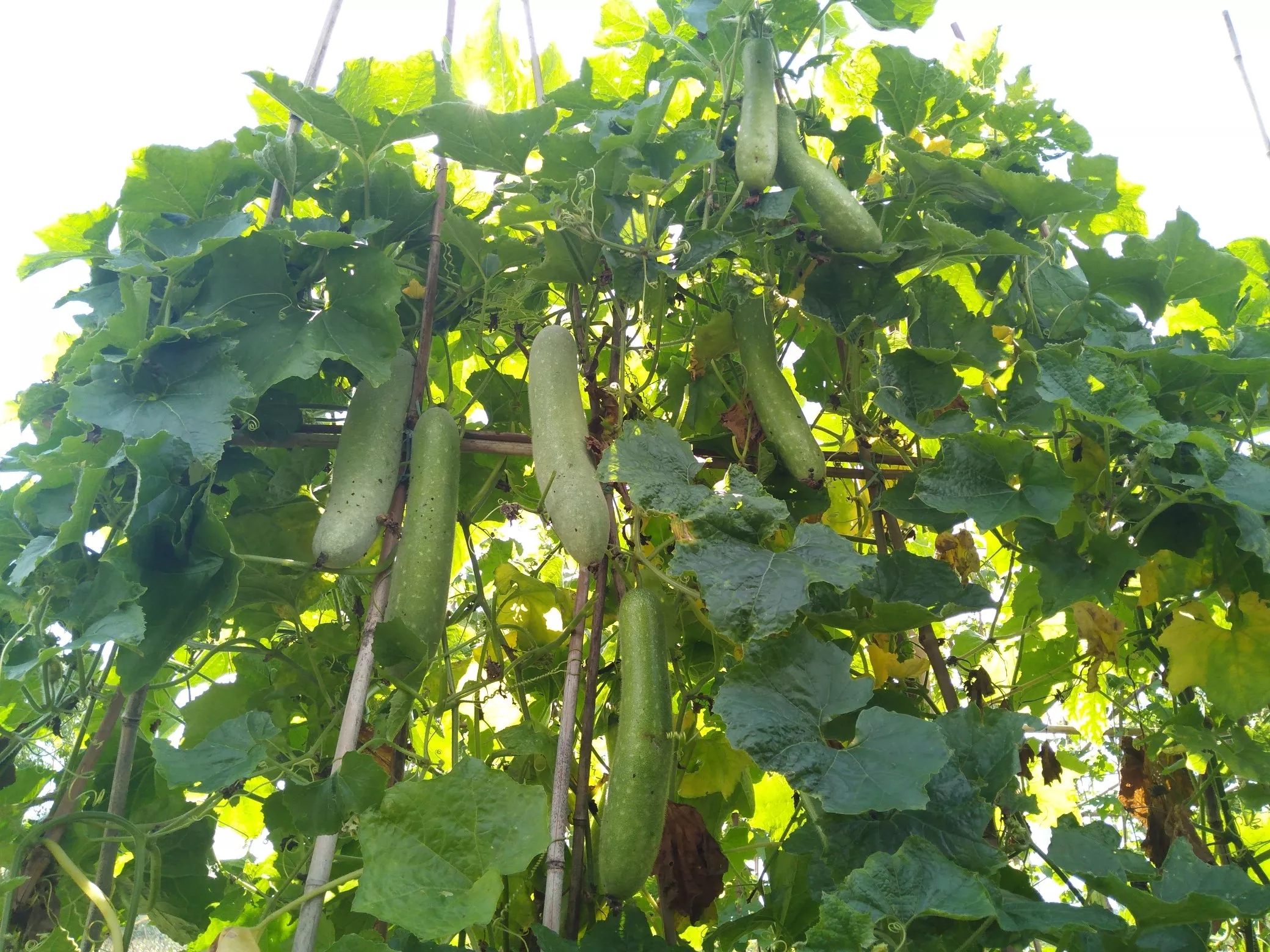 不知道老毛瓜的口感如何,是否好卖?欢迎评论区留言.#动态夏日征