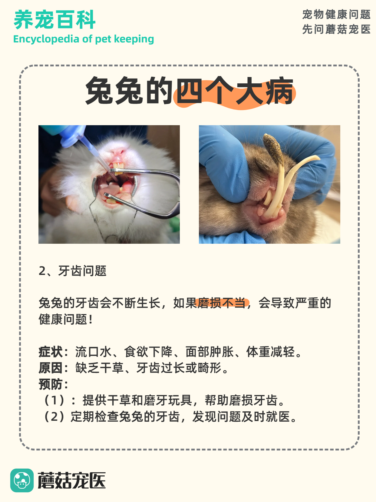 作为一家宠物问诊平台,我们见过太多因疏忽而导致兔兔生病的案例