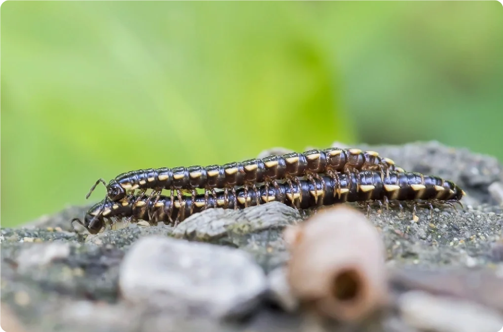 千足虫怎么消灭最彻底的方法