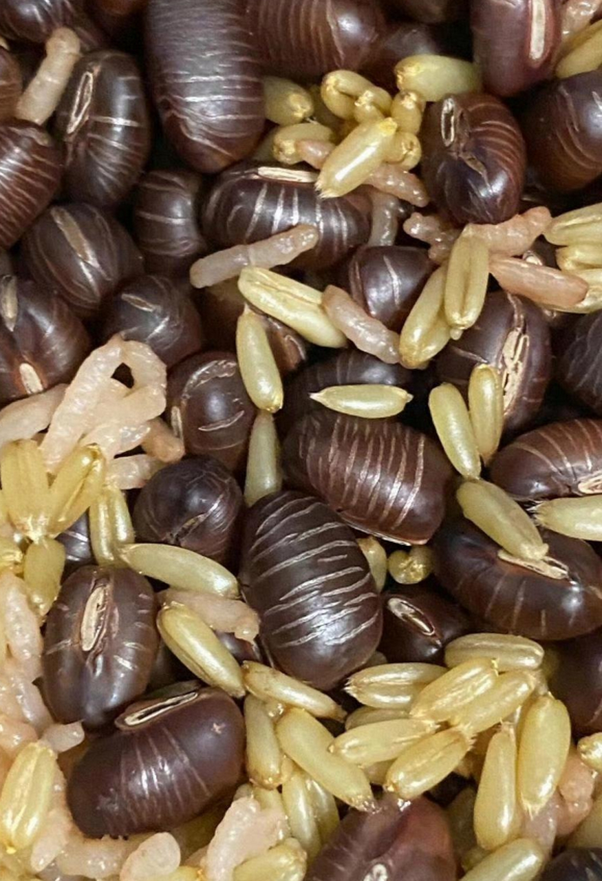 今天的米饭里面这是什么?怎么像虫子呢?