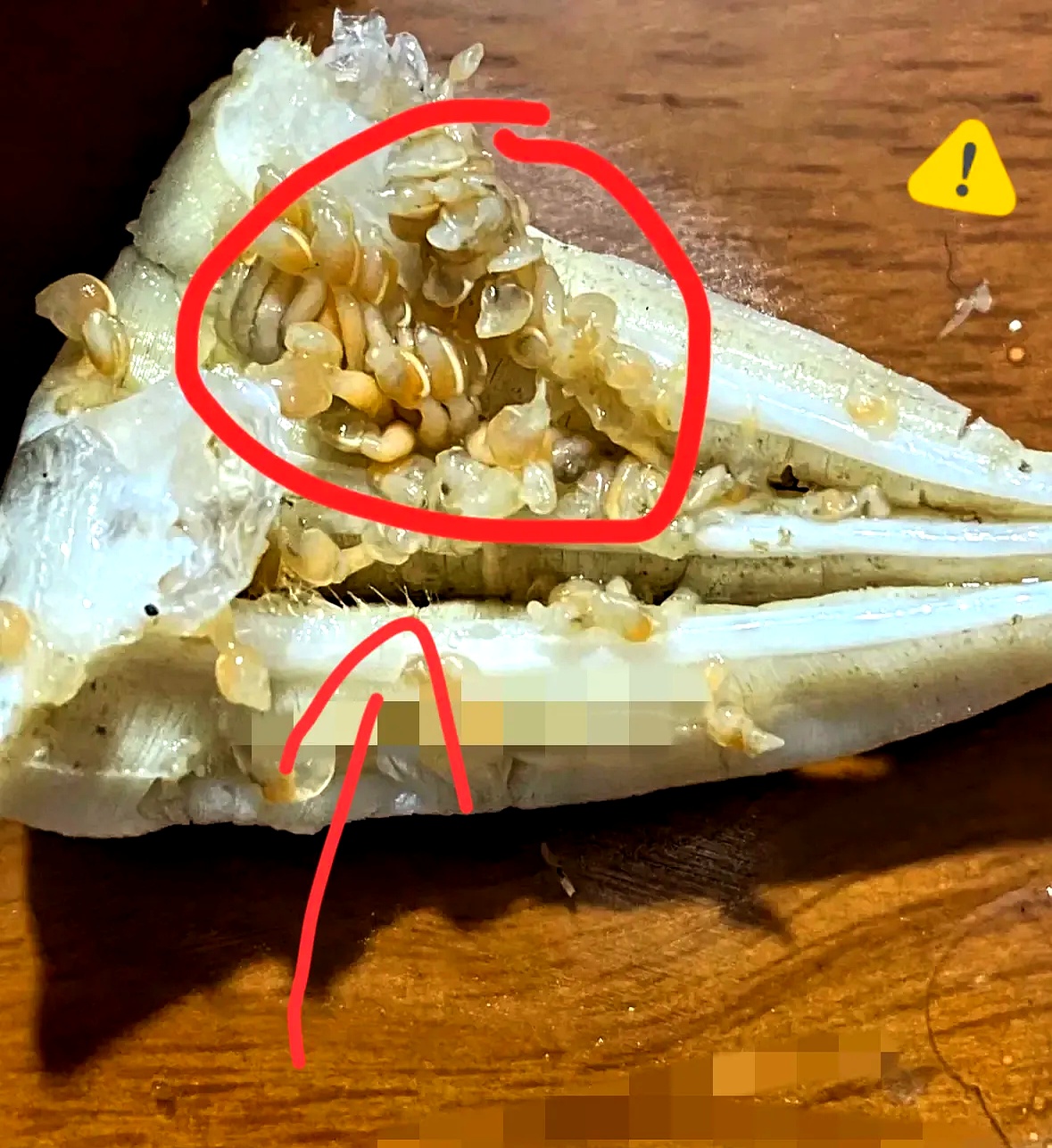 今天吃螃蟹,掰开蟹身一看,里面密密麻麻全是那种东西,长得跟虫子一样