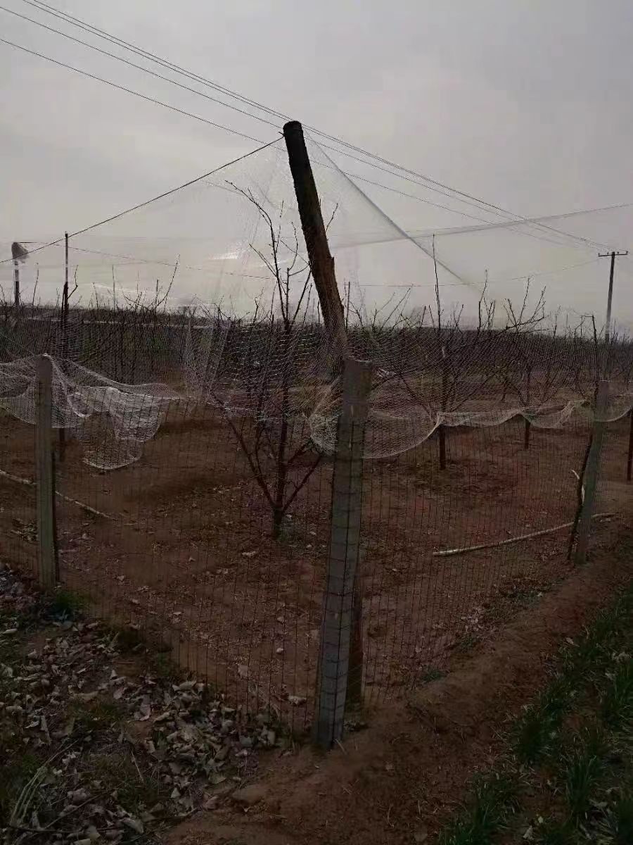 尼龙渔网：编织未来的渔业梦想