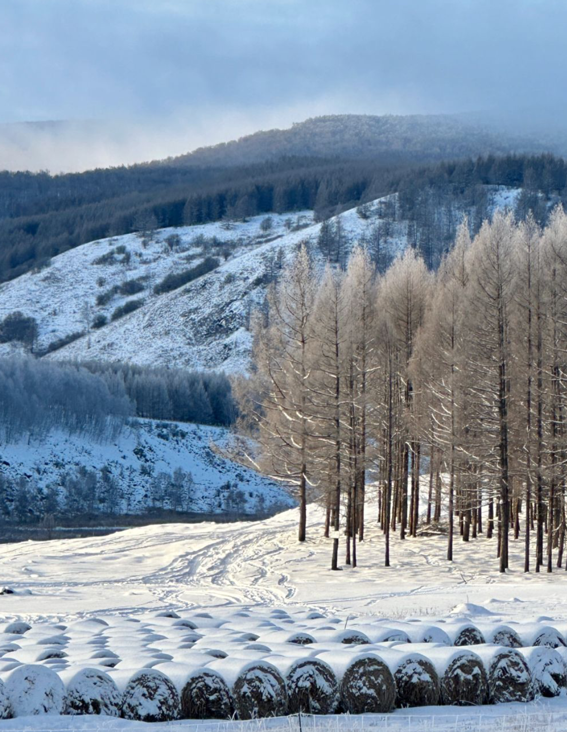 冬季的呼伦贝尔就是林海雪原 晶莹剔透的冰雪世界 白雪皑皑