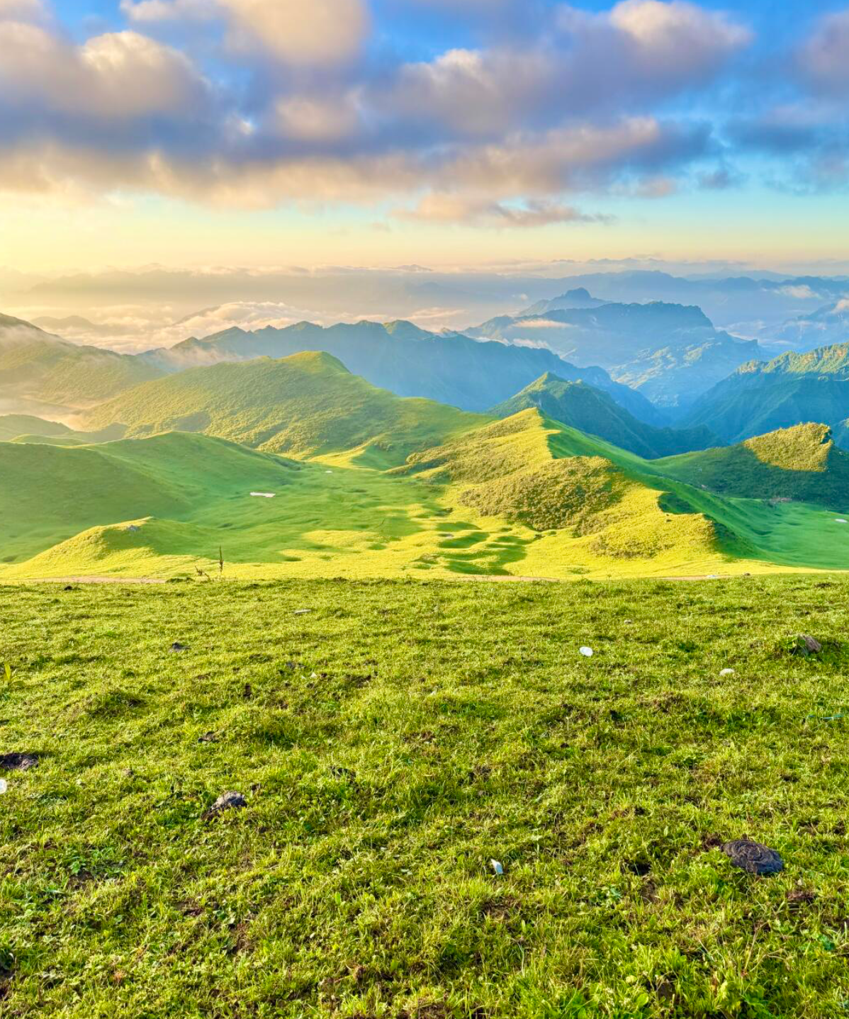陇南千坝牧场 山里比城市凉快很多,漫山遍野是牧民的羊群和马