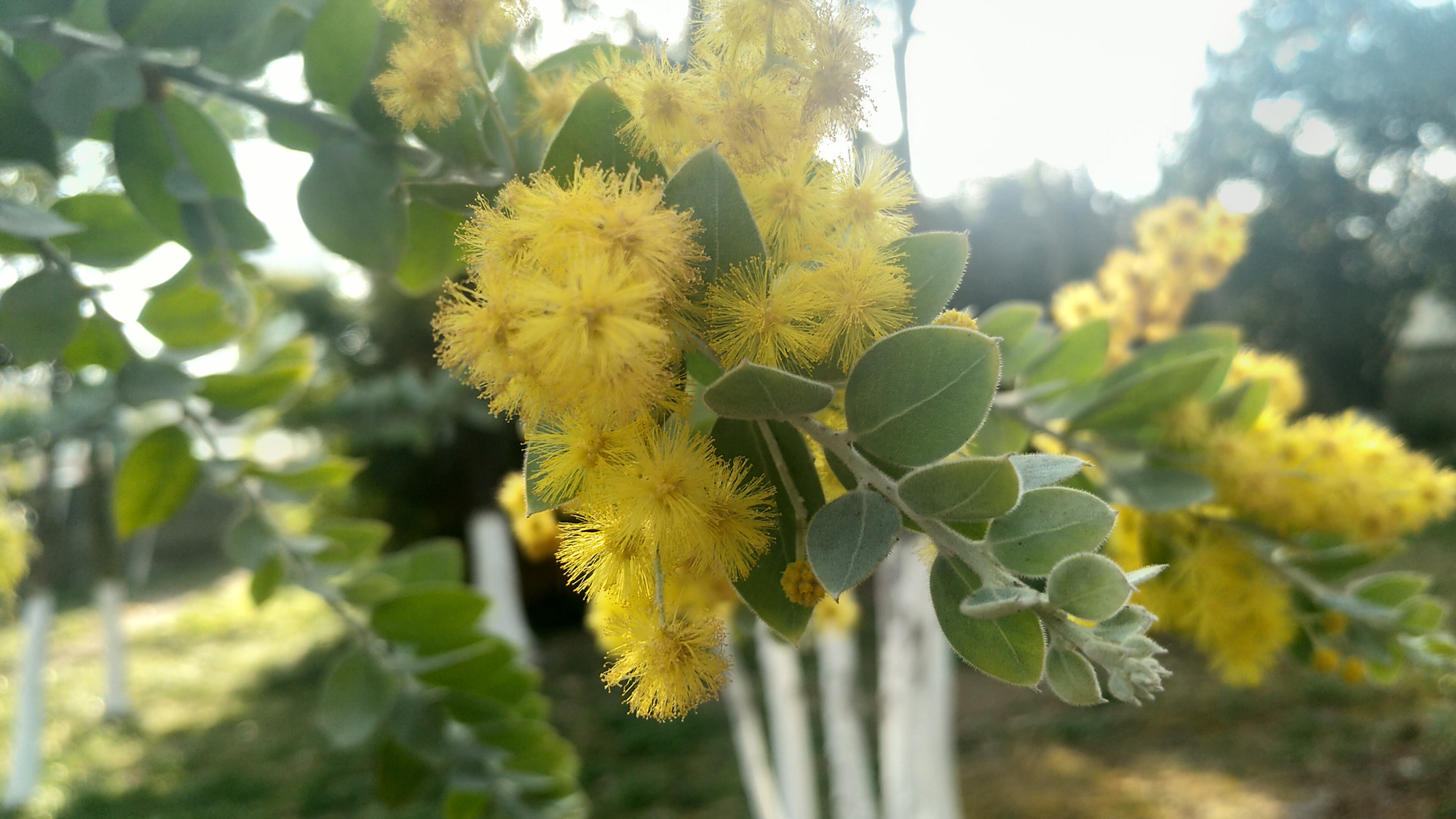 可爱银叶金合欢,花如其名真好看