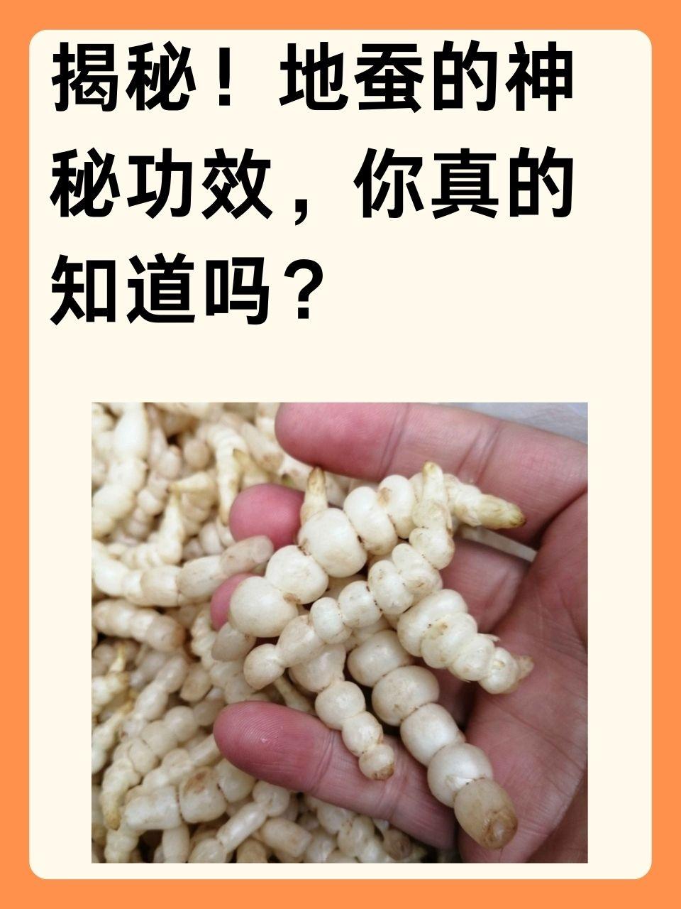 地蚕的神秘功效,你真的知道吗?