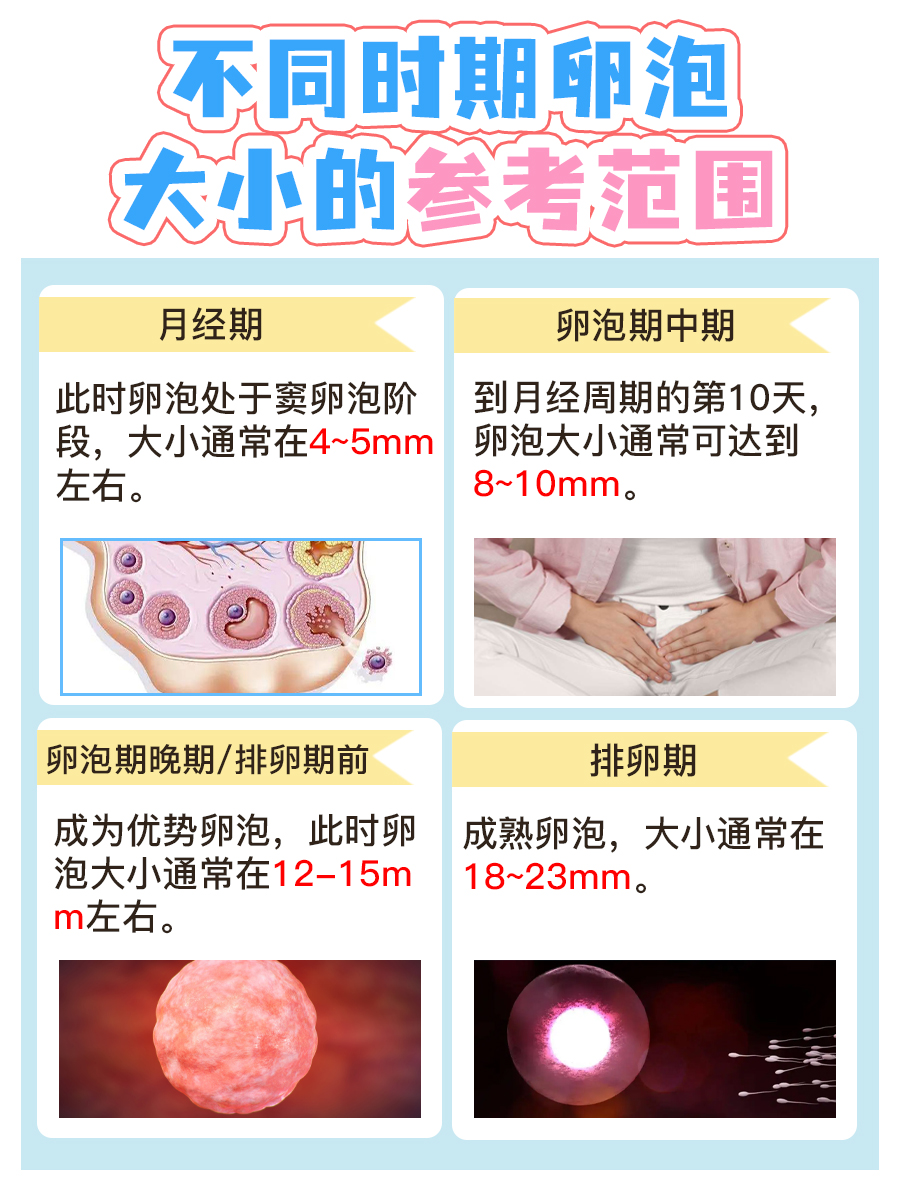 卵泡,作为女性的生殖细胞,从胚胎时期就开始发育,并在青春期后随着