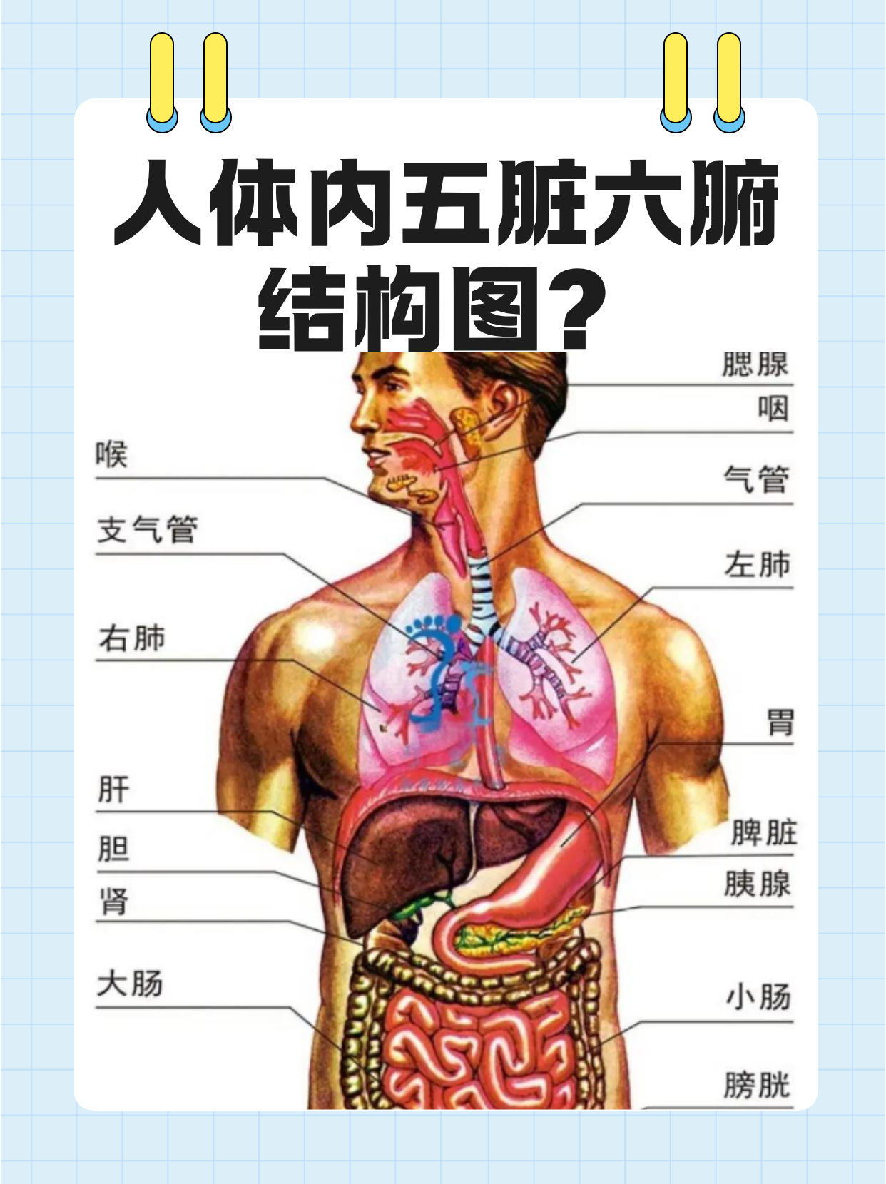人体内五脏六腑结构图?
