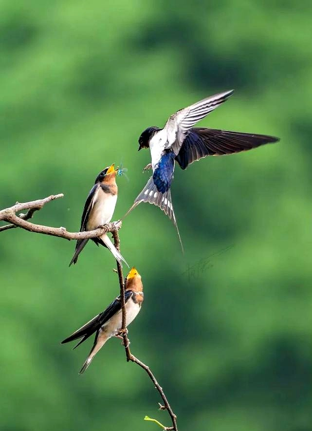 清明都过去一周了,村口电线杆上还是空荡荡的