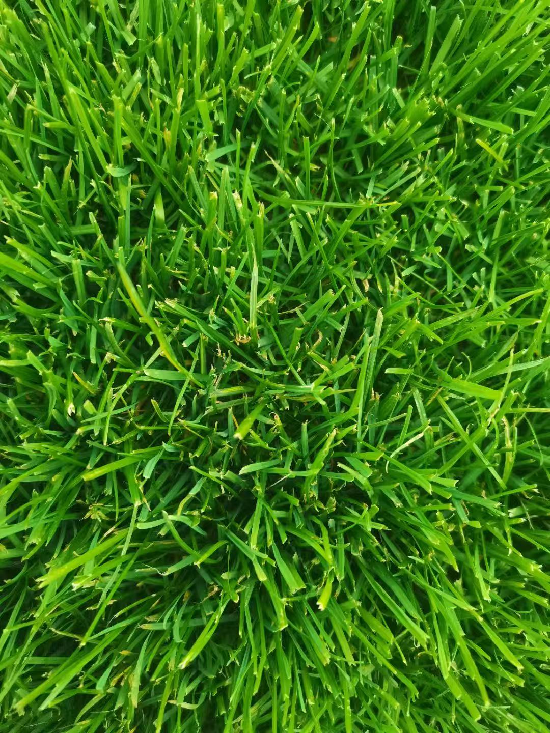 想要草坪四季常绿又省钱?四季青