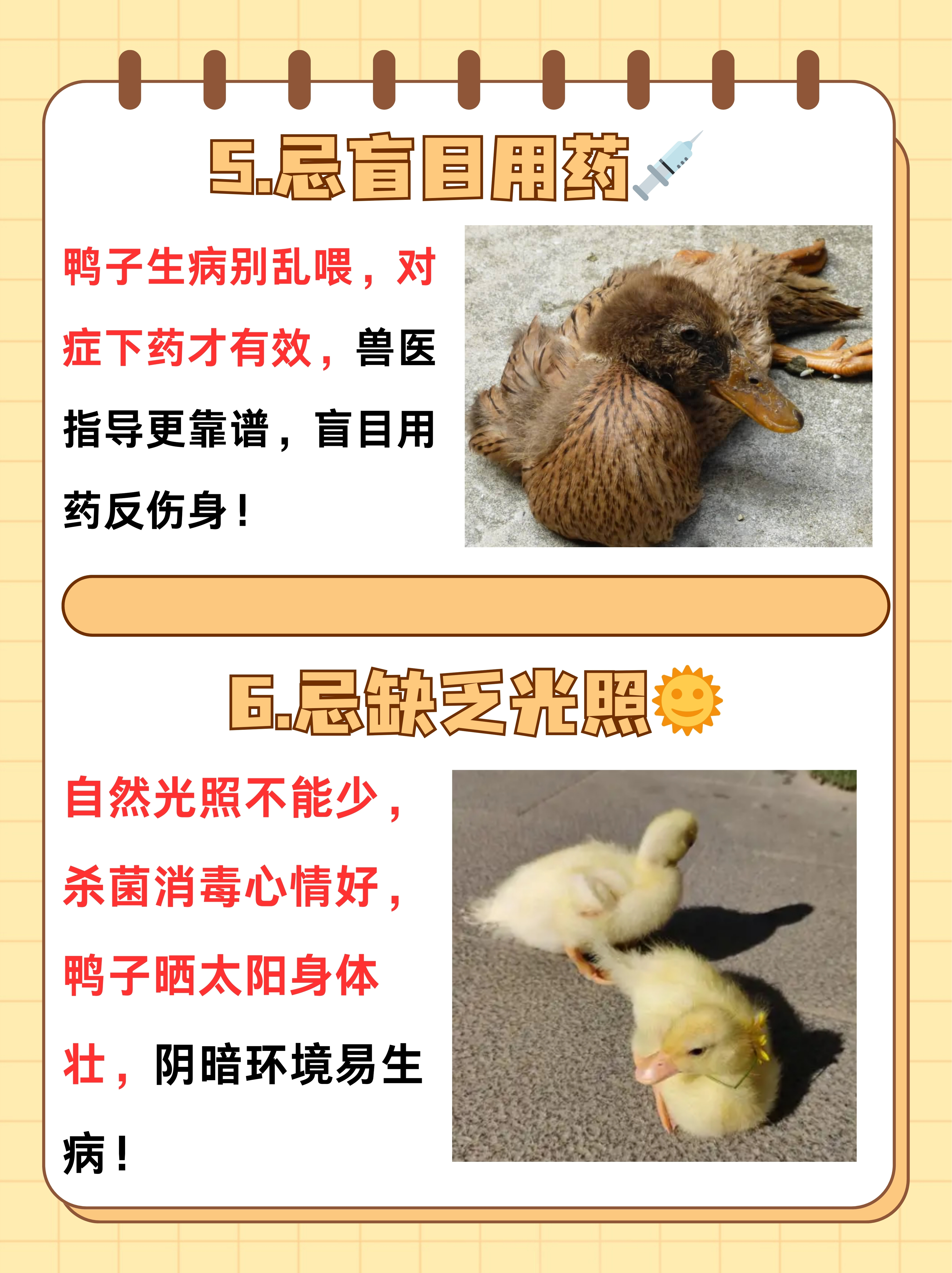 养鸭技术与鸭病的防治=养鸭技术与鸭病的防治方法