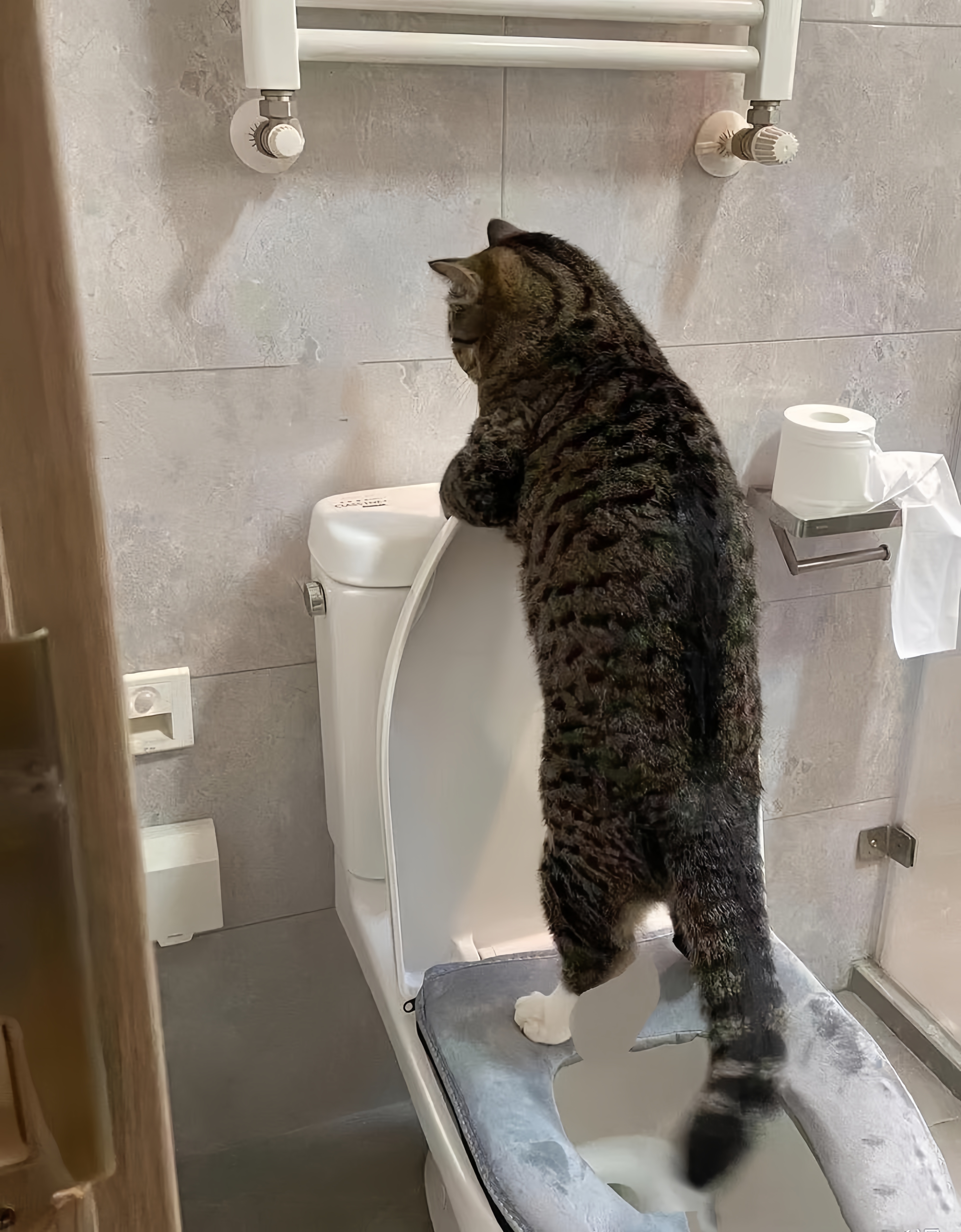 腿脚不便难入猫砂盆憋尿尿少排尿频变时查猫砂盆或生病