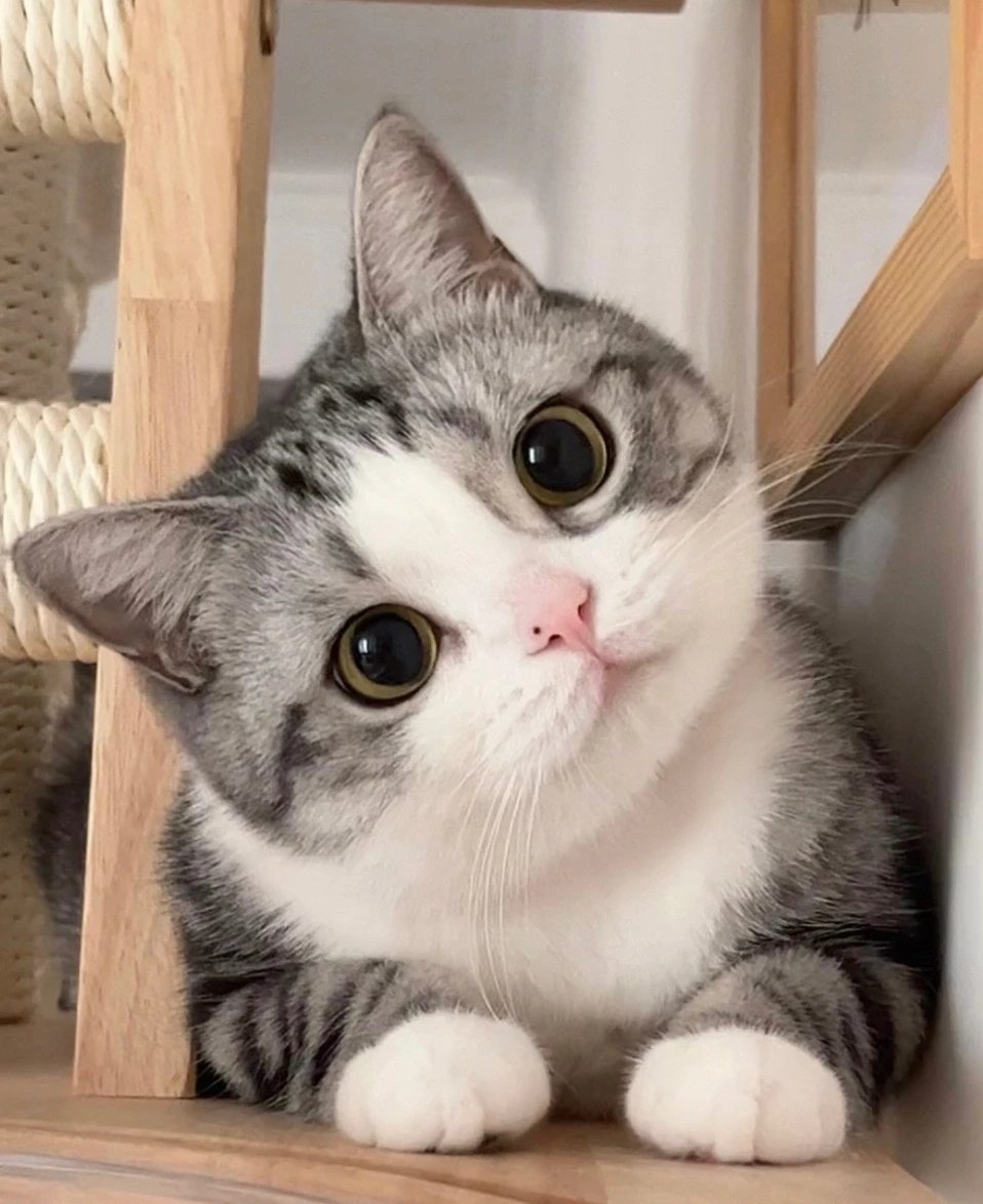 猫会微笑,但表情随机,非有意识行为,不代表快乐,只是刹那间的神情