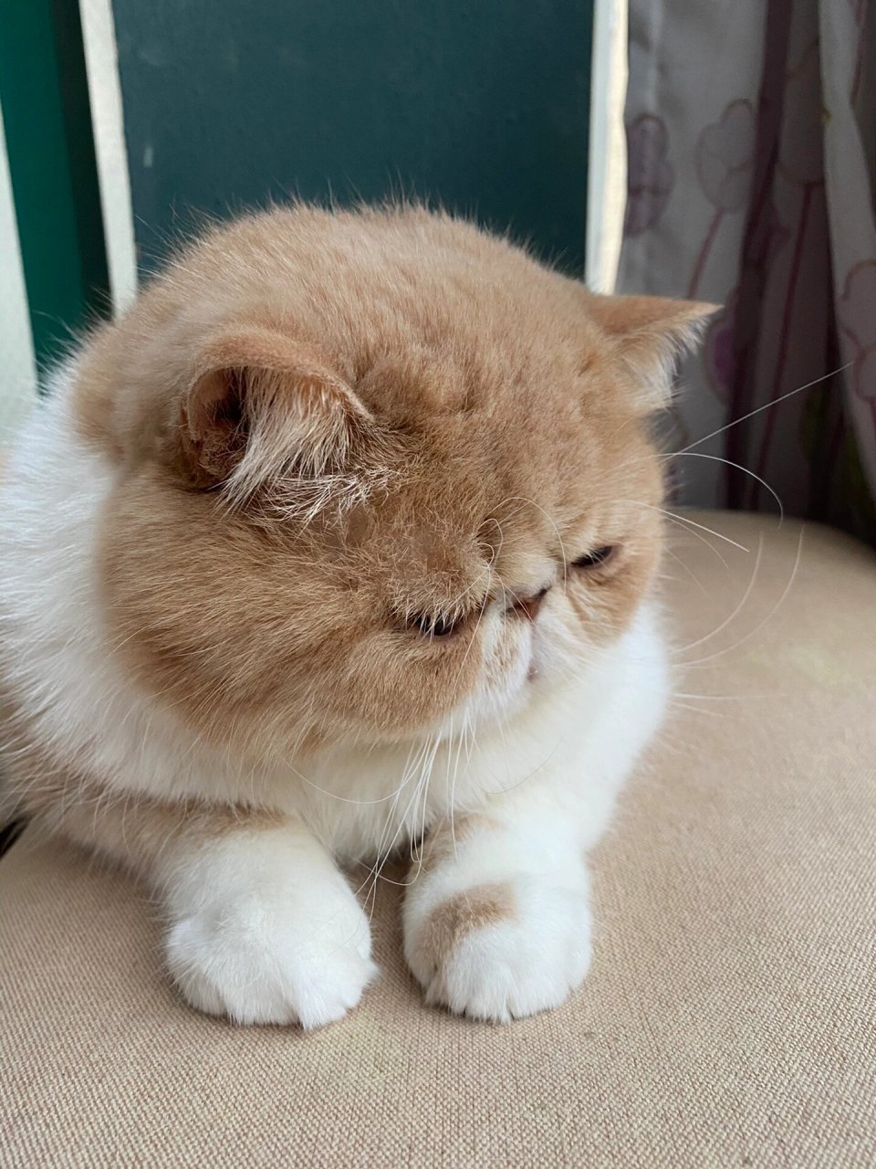 帮加菲猫减肥,需调整饮食.增加运动量 3