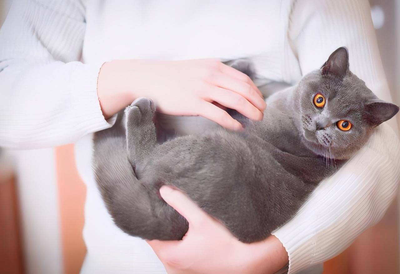 研究示,支撑不足猫警惕,腹腿悬空更敏感