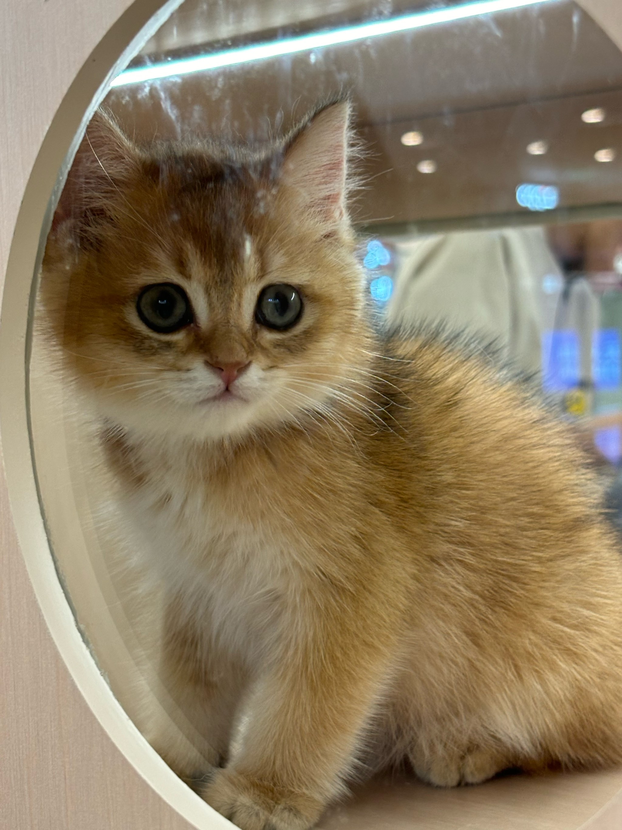 四总结 凝视猫球睡姿见萌态与自然之选美细节露生存竞争痕