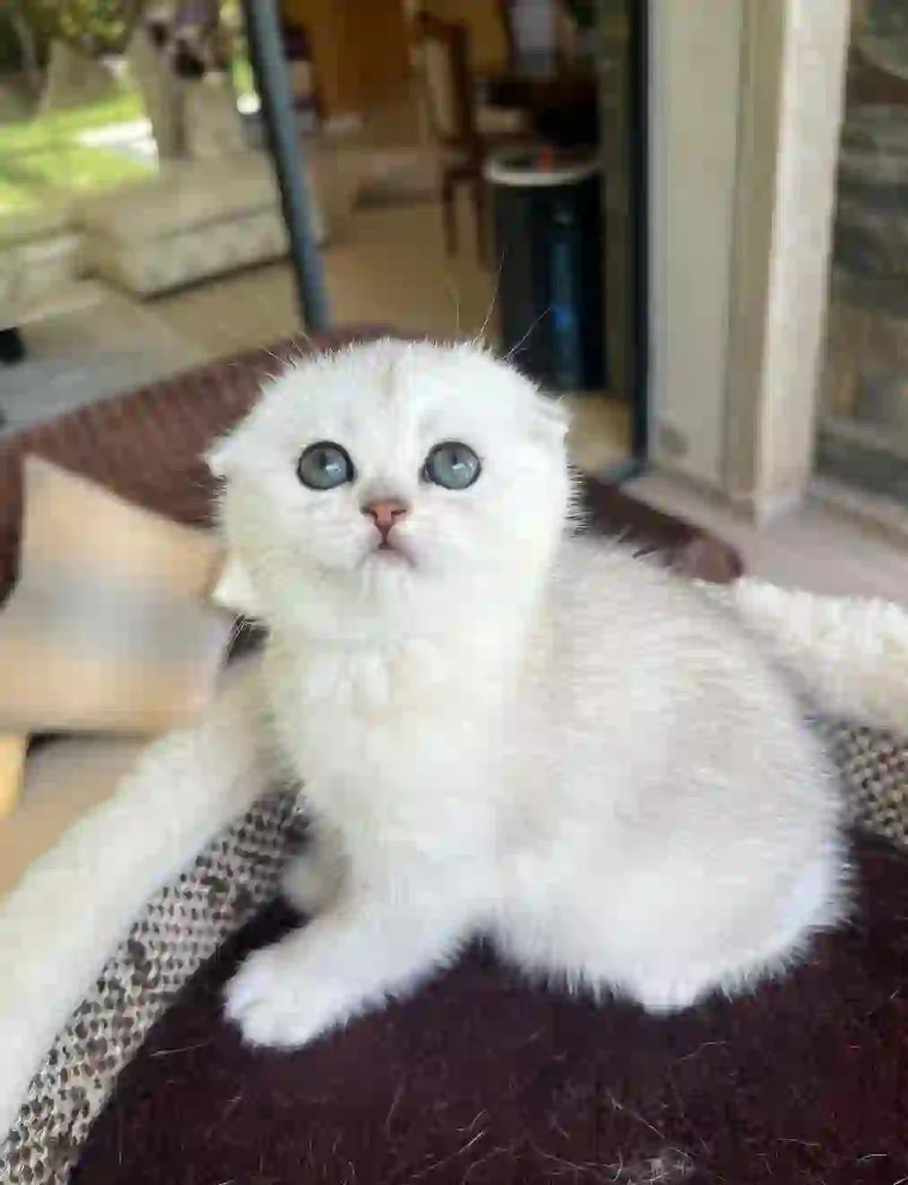 啥100种短耳猫图片猫咪的耳朵是耷拉下来的是什么品种猫鼓眼猫有几种?