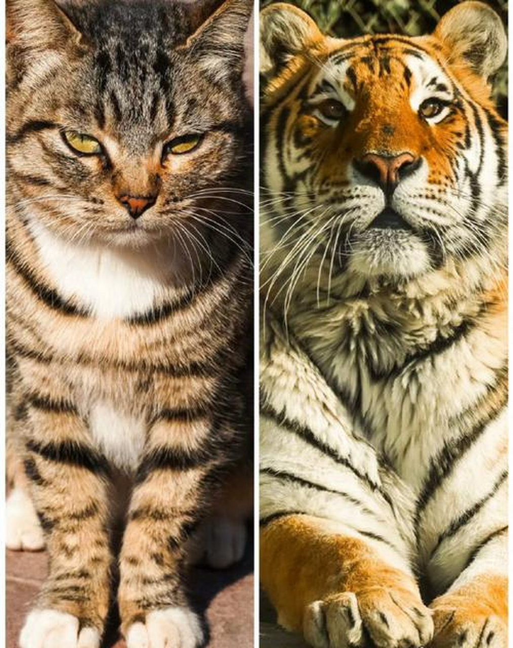 家猫与老虎,虽形异,皆猫科.家猫受宠,虎威猛,相遇引遐想