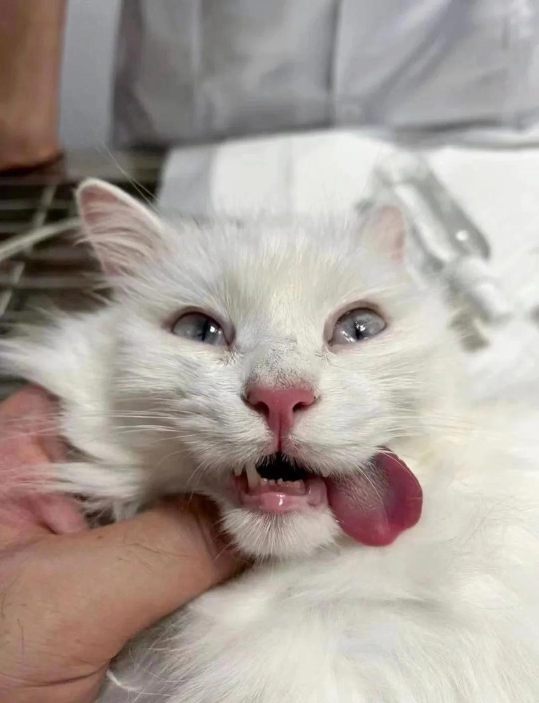 按压回血慢休克猫应激死亡猫绝育吐舌头丑照猫自慰猫咪噎死的样子