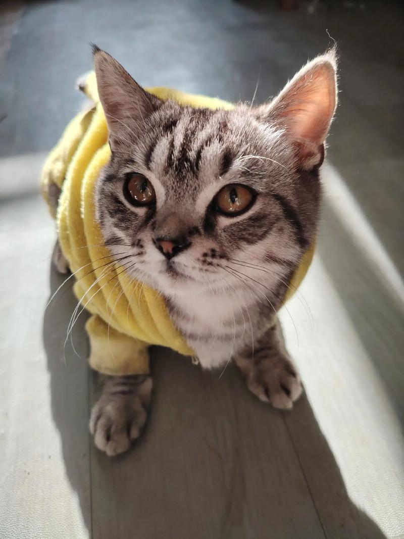 英短猫颜值高,圆脸蓬松毛大眼