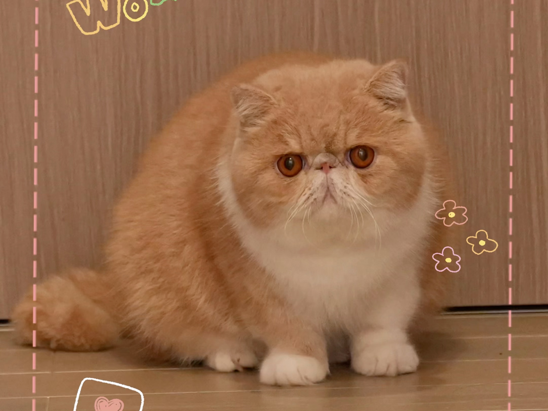 66年获cfa认证后,混入俄蓝猫等基因改良