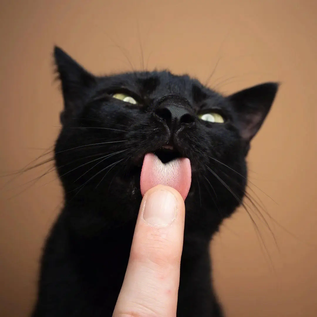 晨光中,猫咪轻蹭主人嘴唇,可能是天性或表达感情