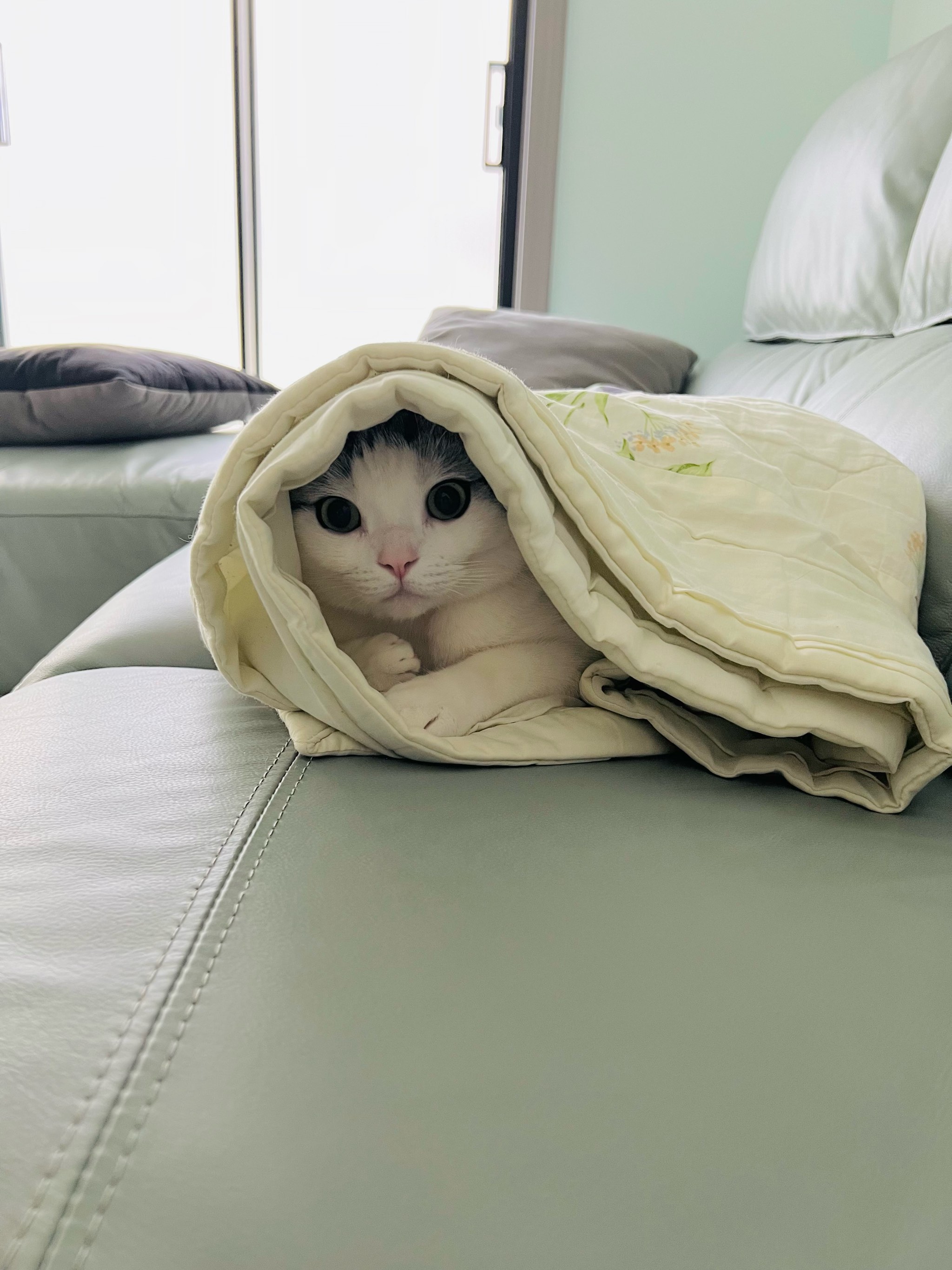 疫病风险 猫爪易带猫砂细菌,上床可能传染猫癣和寄生虫