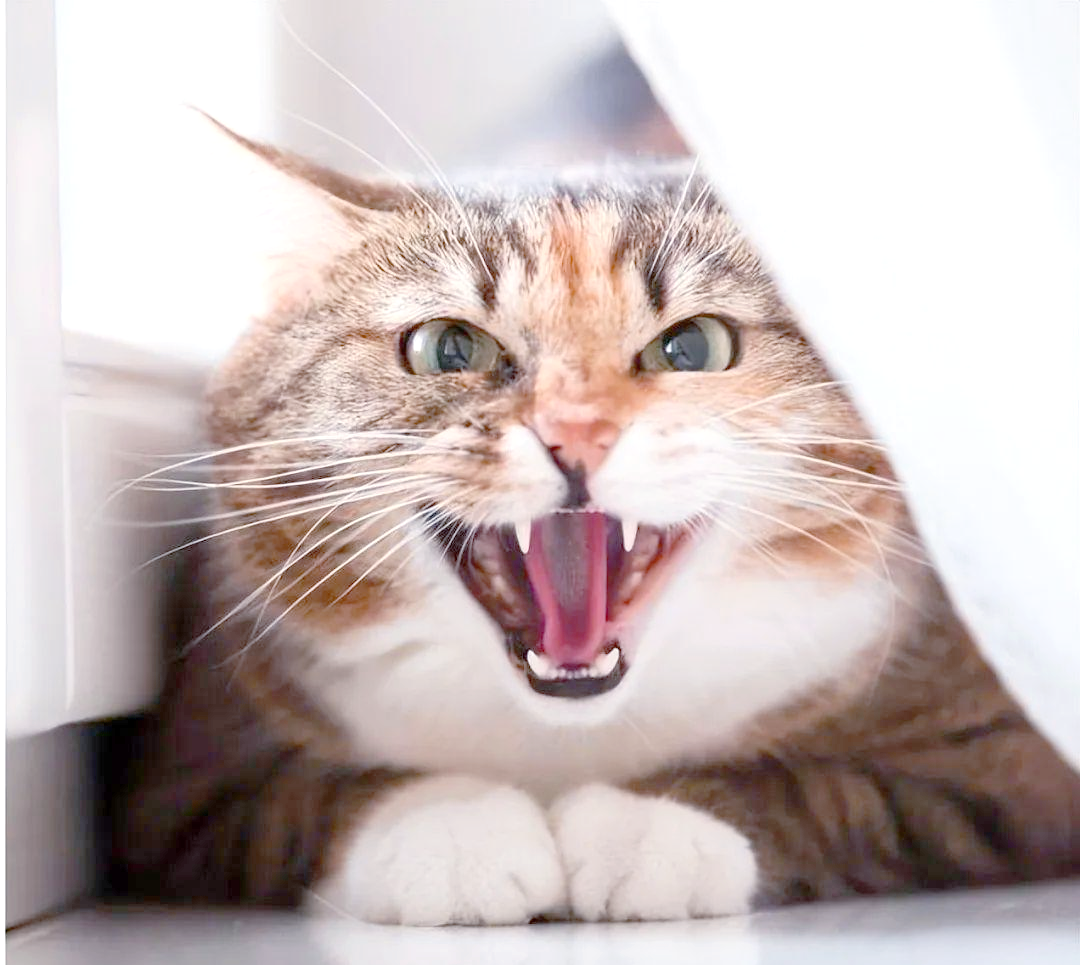 猫生气表现:炸毛,低吼,甩尾.识别可防受伤并增进关系