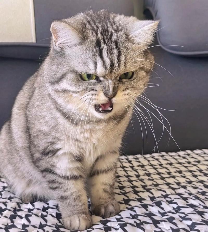 炸毛和弓背 猫生气时炸毛弓背,尾巴下垂或紧贴身体,摆出防御姿态贤怂