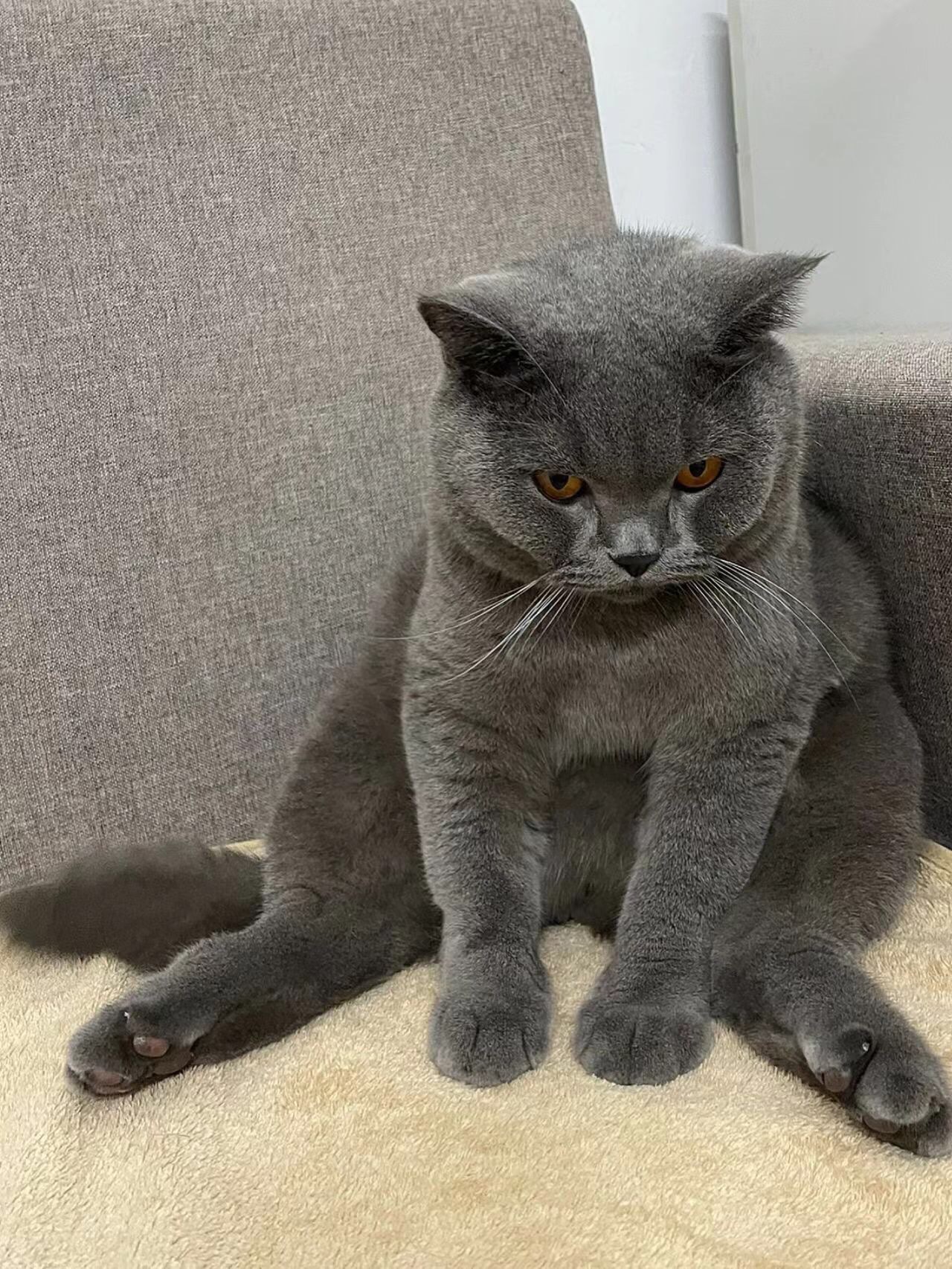 猫生气表现:炸毛,低吼,甩尾.识别可防受伤并增进关系