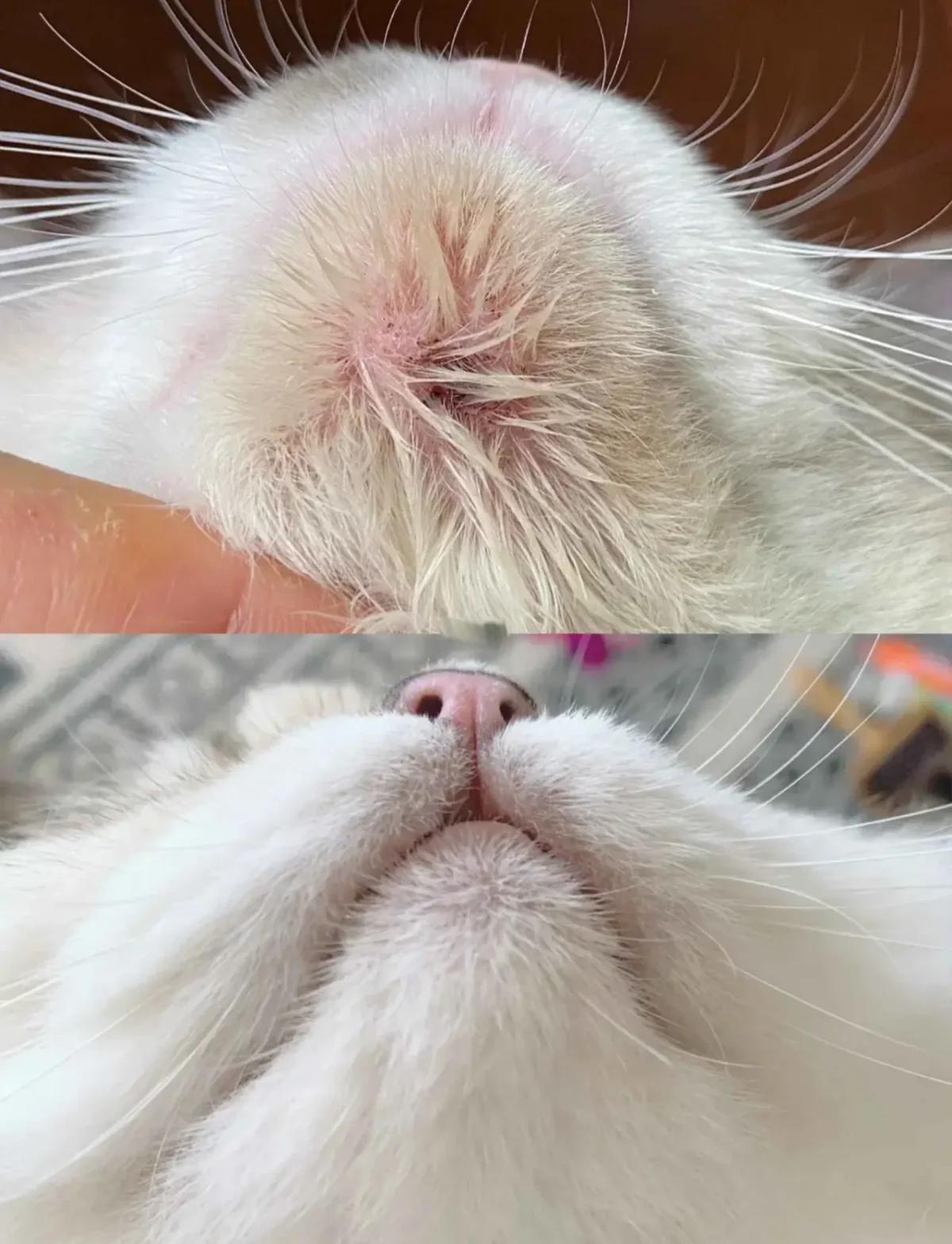 猫下巴黑垢是毛囊炎(黑下巴),可能引发红肿疼痛,应尽早治疗