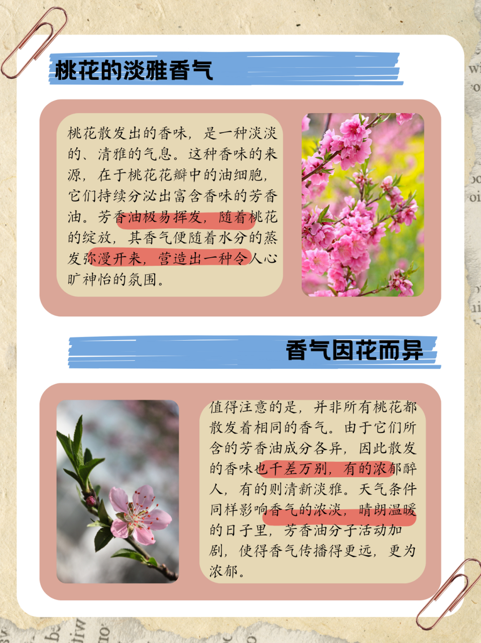 一树桃花开简介图片