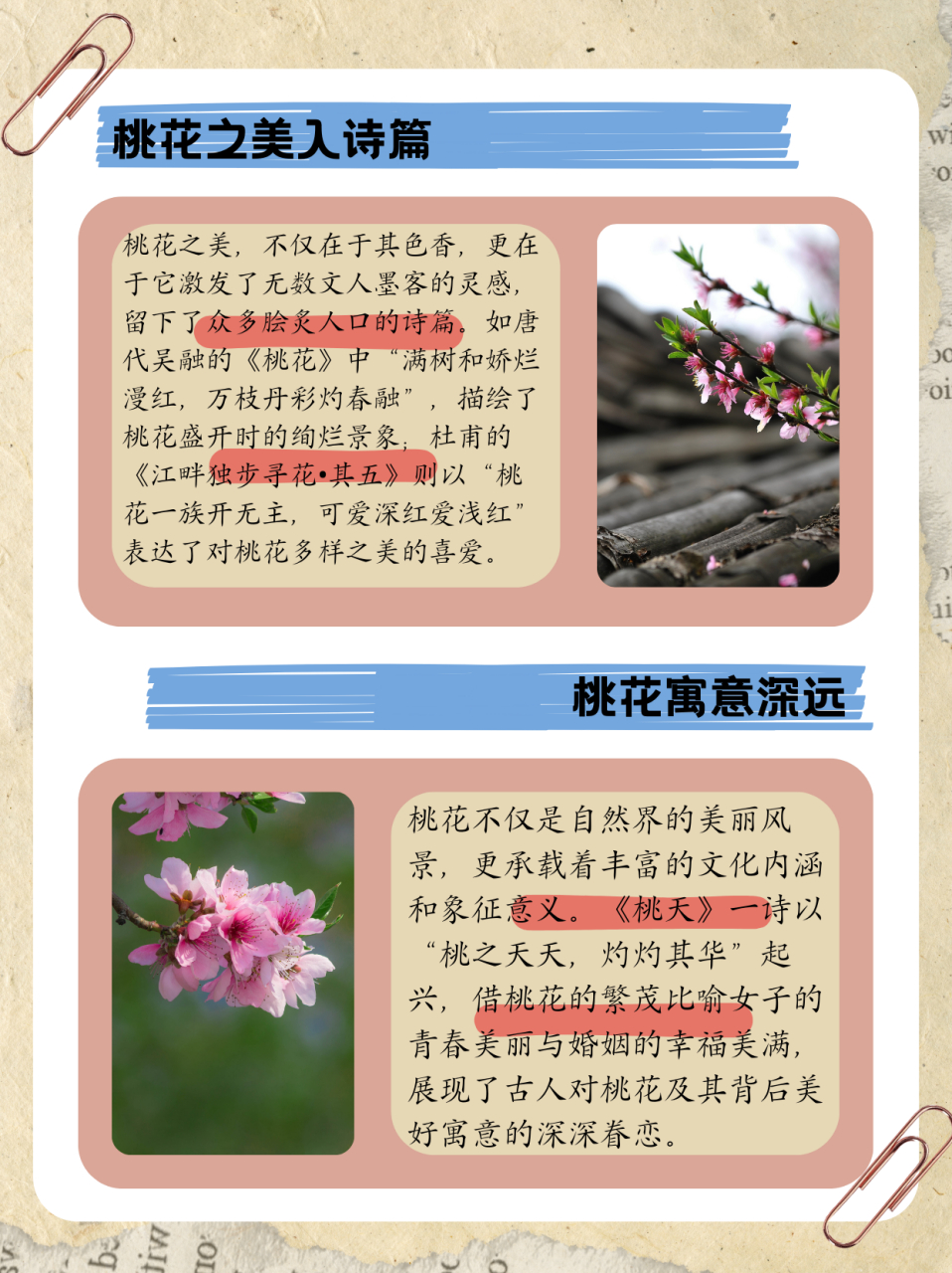 一树桃花开简介图片