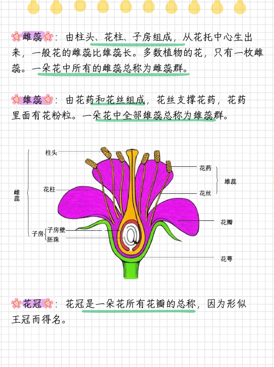 郁金香的结构示意图图片