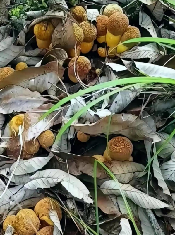 看到一片这个东西,看上去颜色很诱人,你们说这是什么东西,能吃吗?