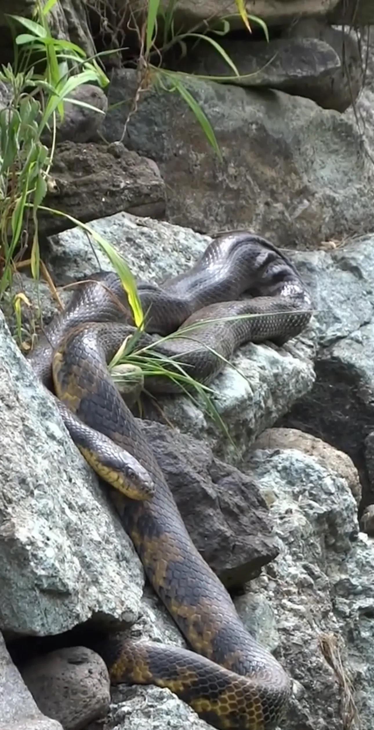 浙江丽水山区,一位村民在自家田地里劳作时,意外发现一条巨蛇盘踞在石