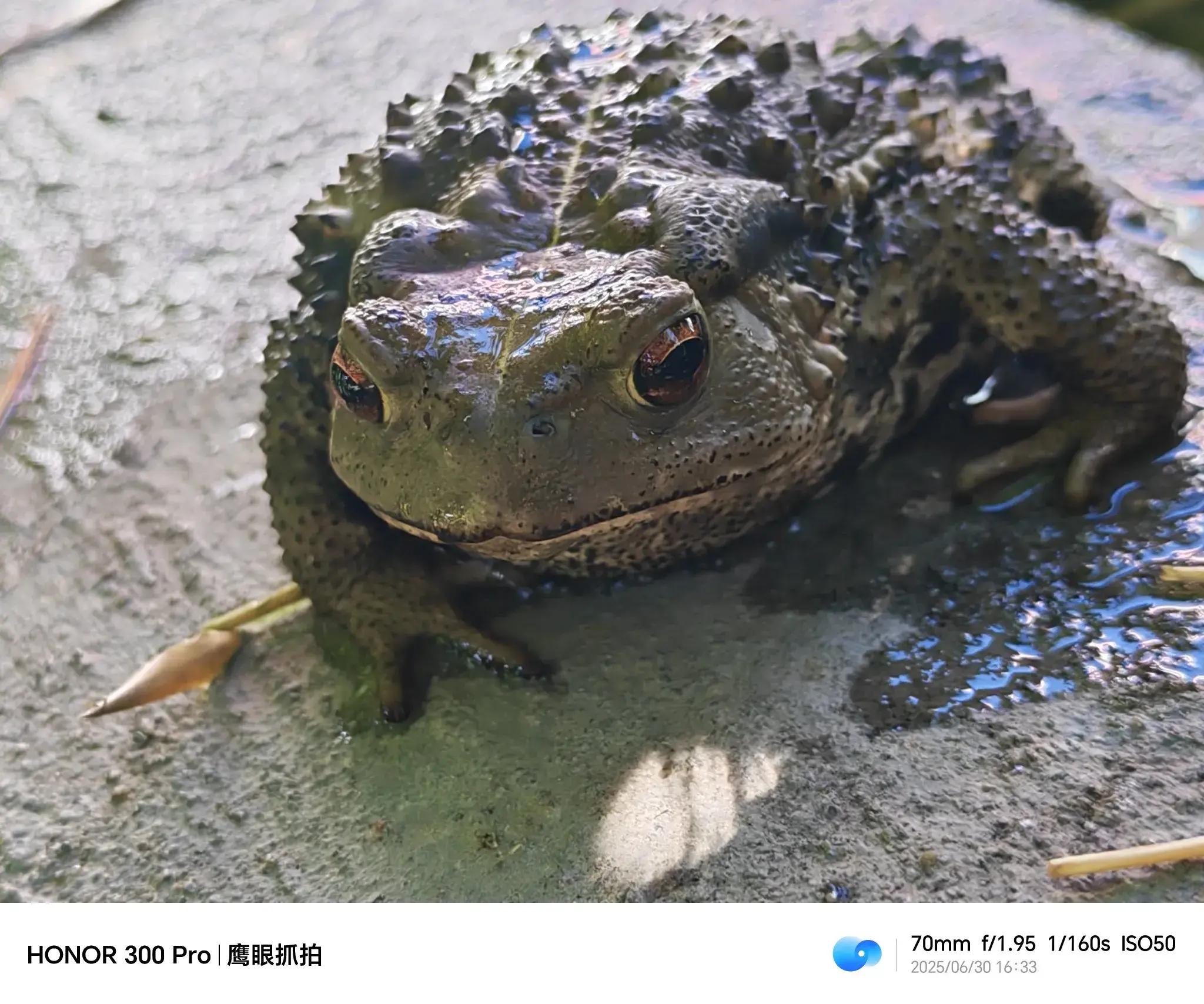 小小水池盛清凉水,水满则溢,半池水来盛日月,蟾蜍独守池溏,日晒躲荫凉