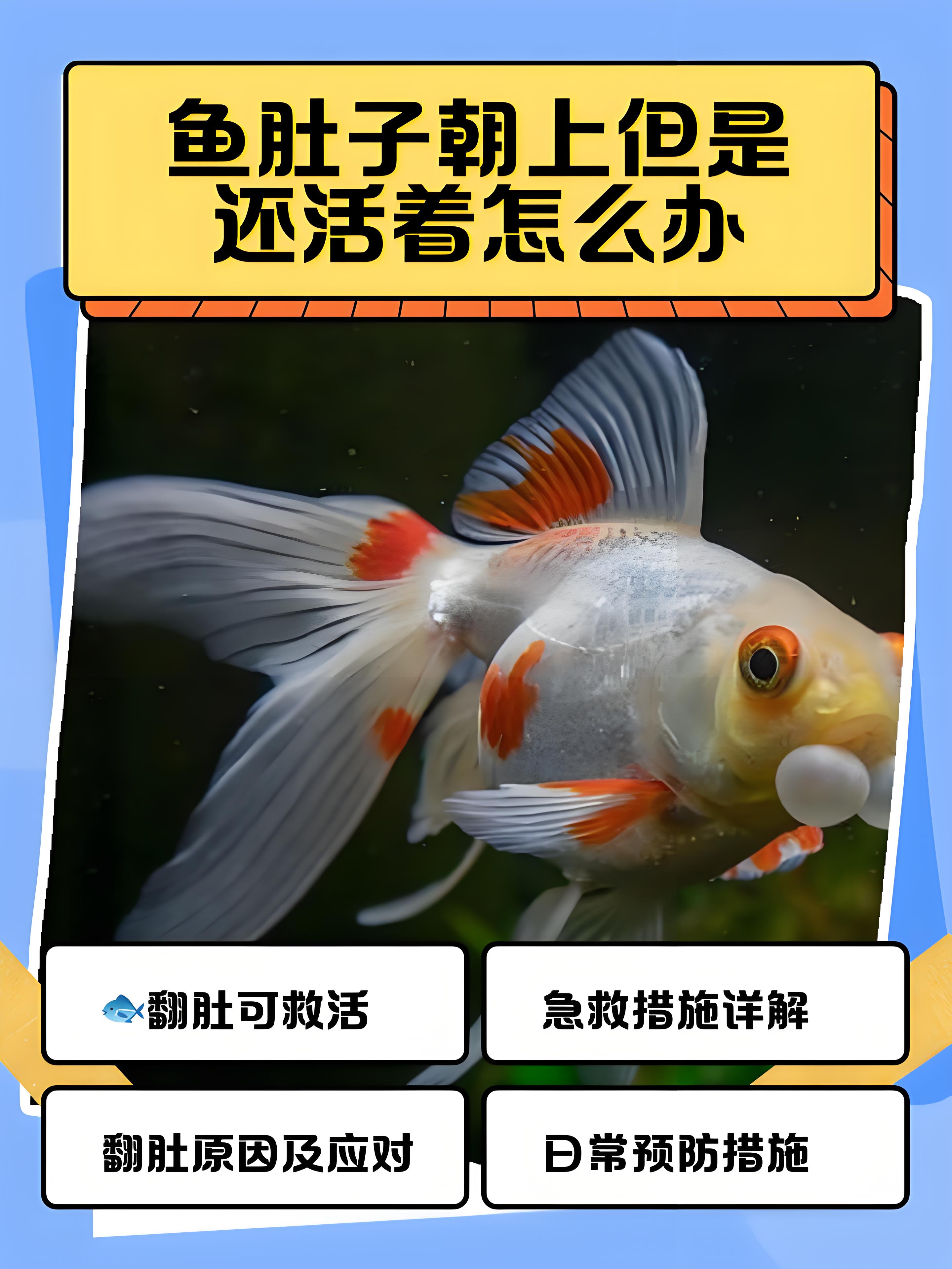 金鱼死掉的图片