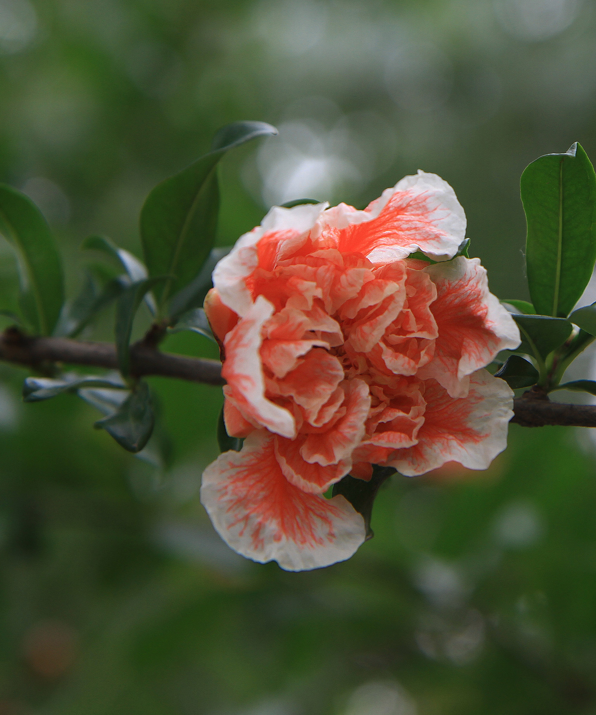 家里养植物玛瑙花图片